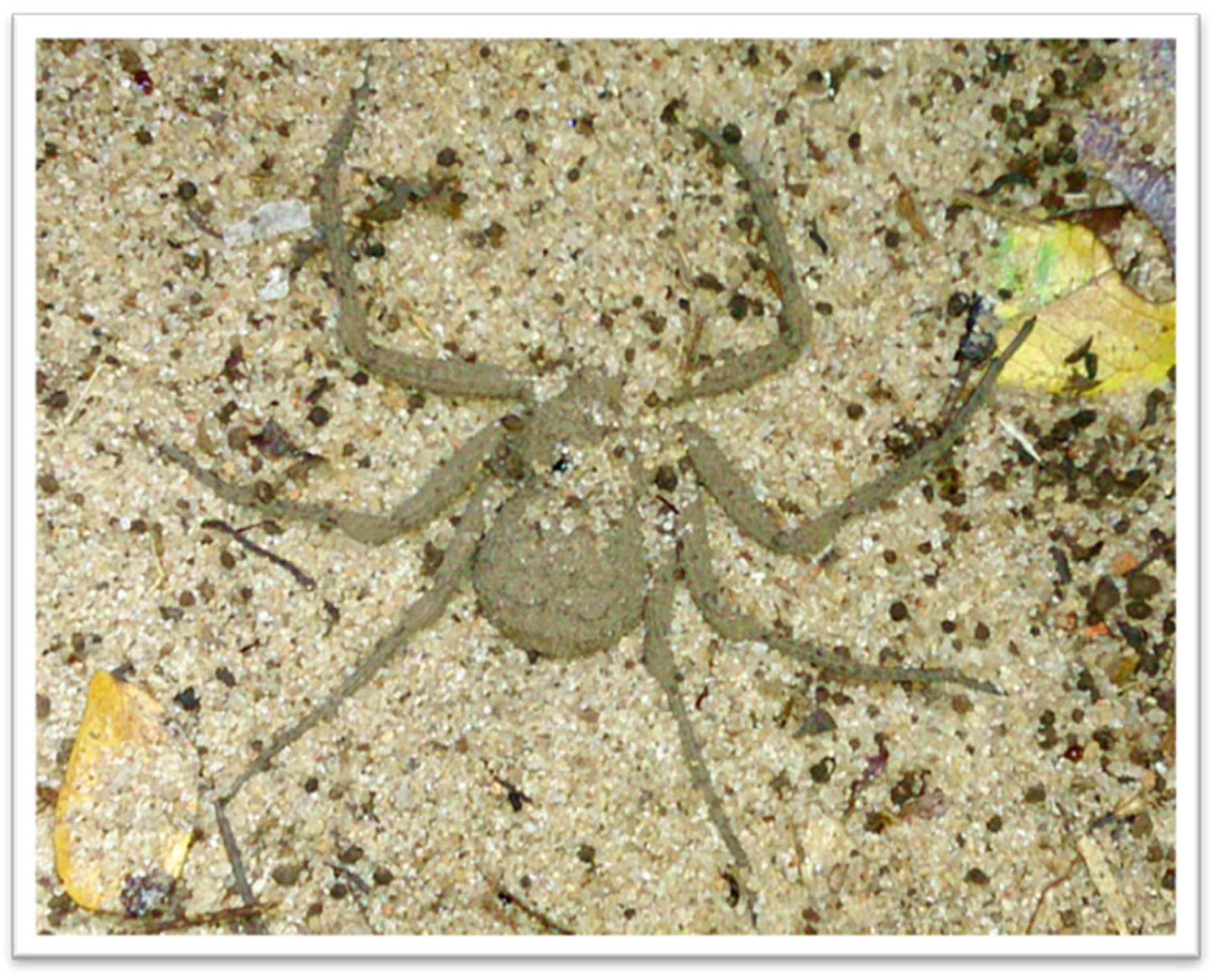 Toxins 13 00256 g001