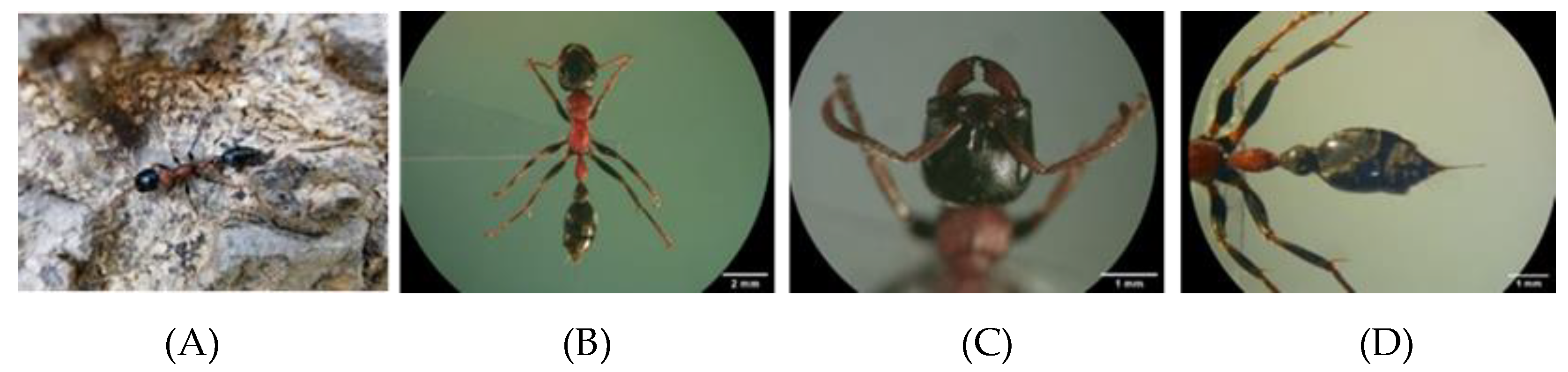 Toxins 13 00257 g001