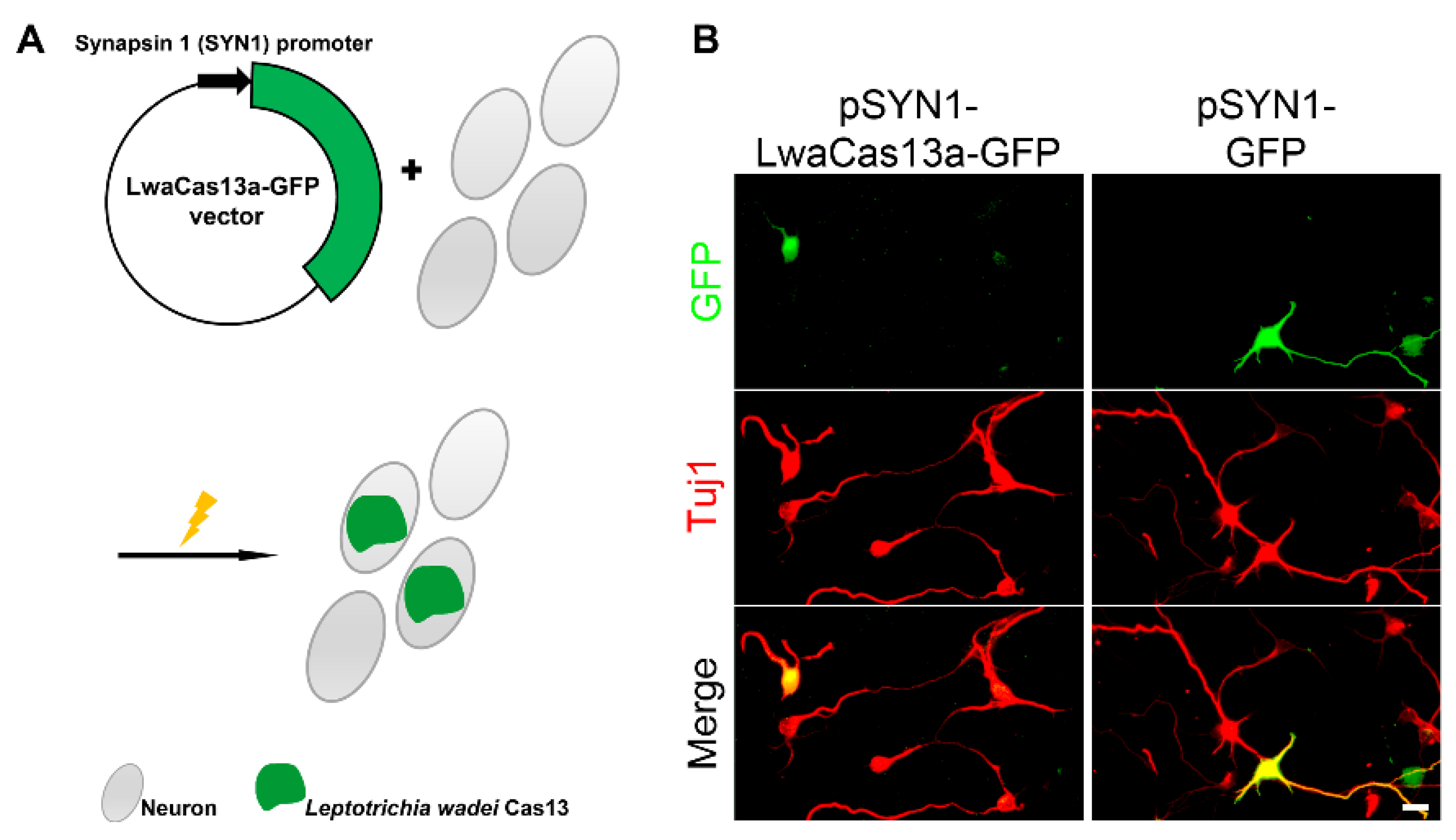 Toxins 13 00262 g001