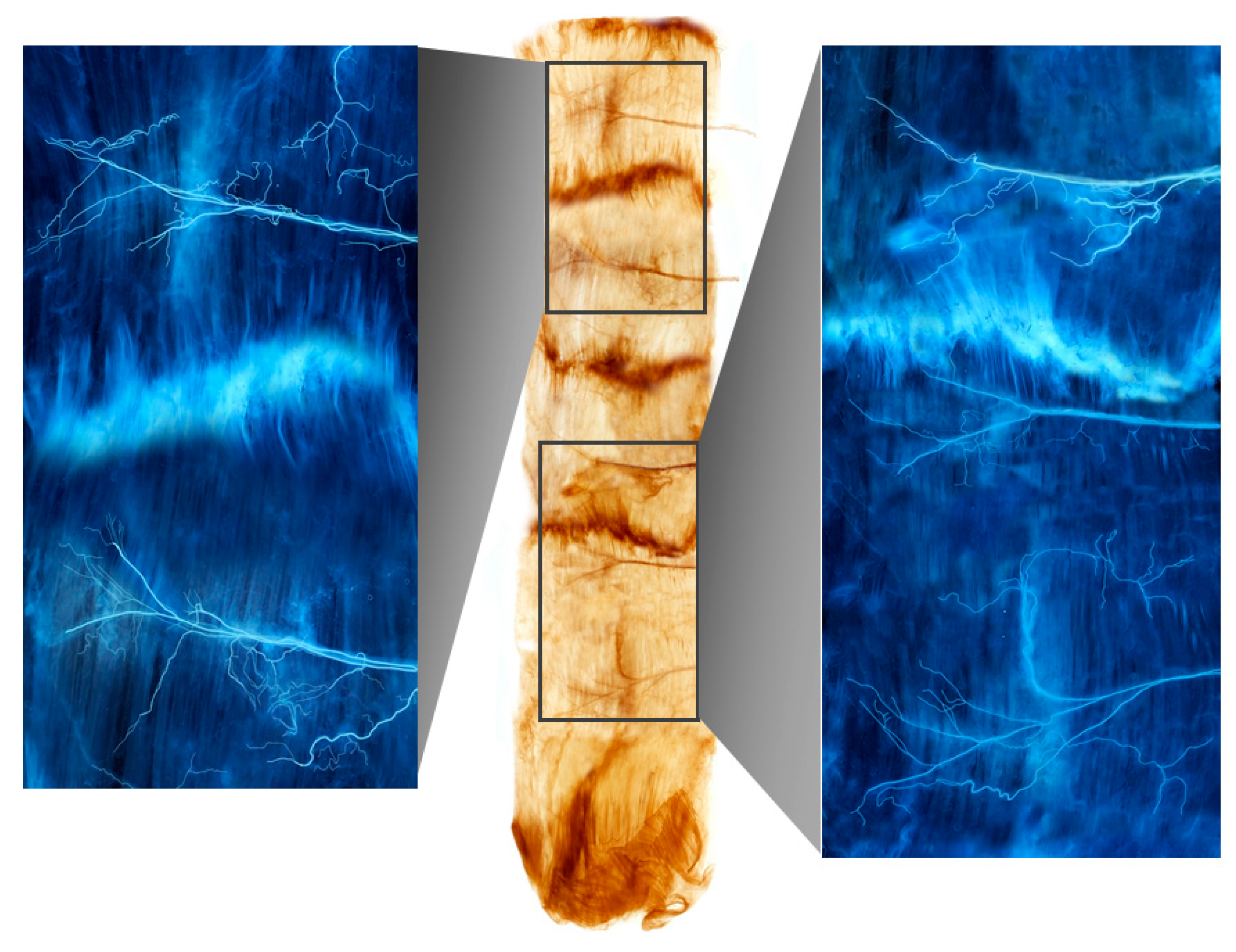 Toxins 13 00269 g001