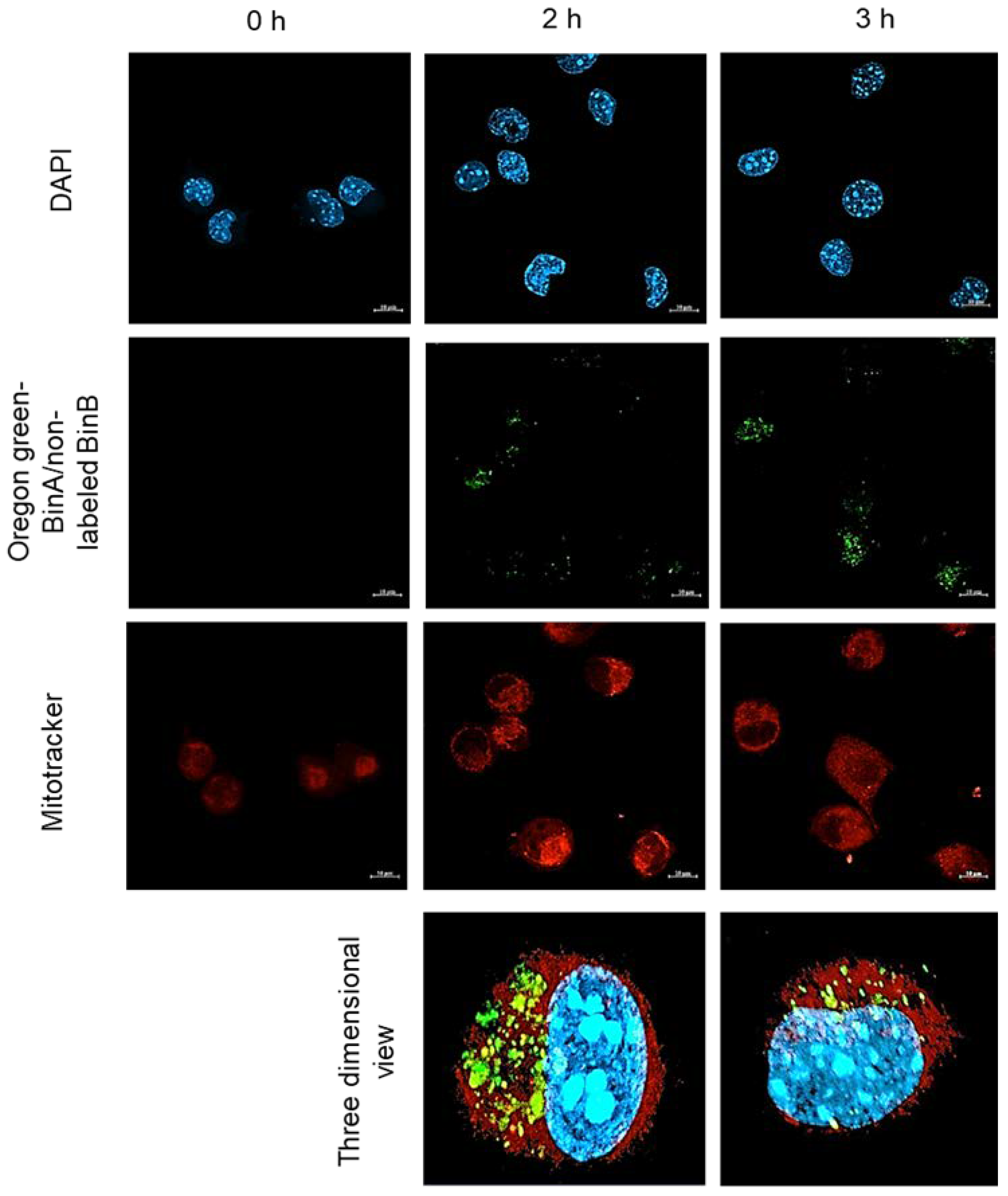 Toxins 13 00288 g007 Toxins 13 00288 g007