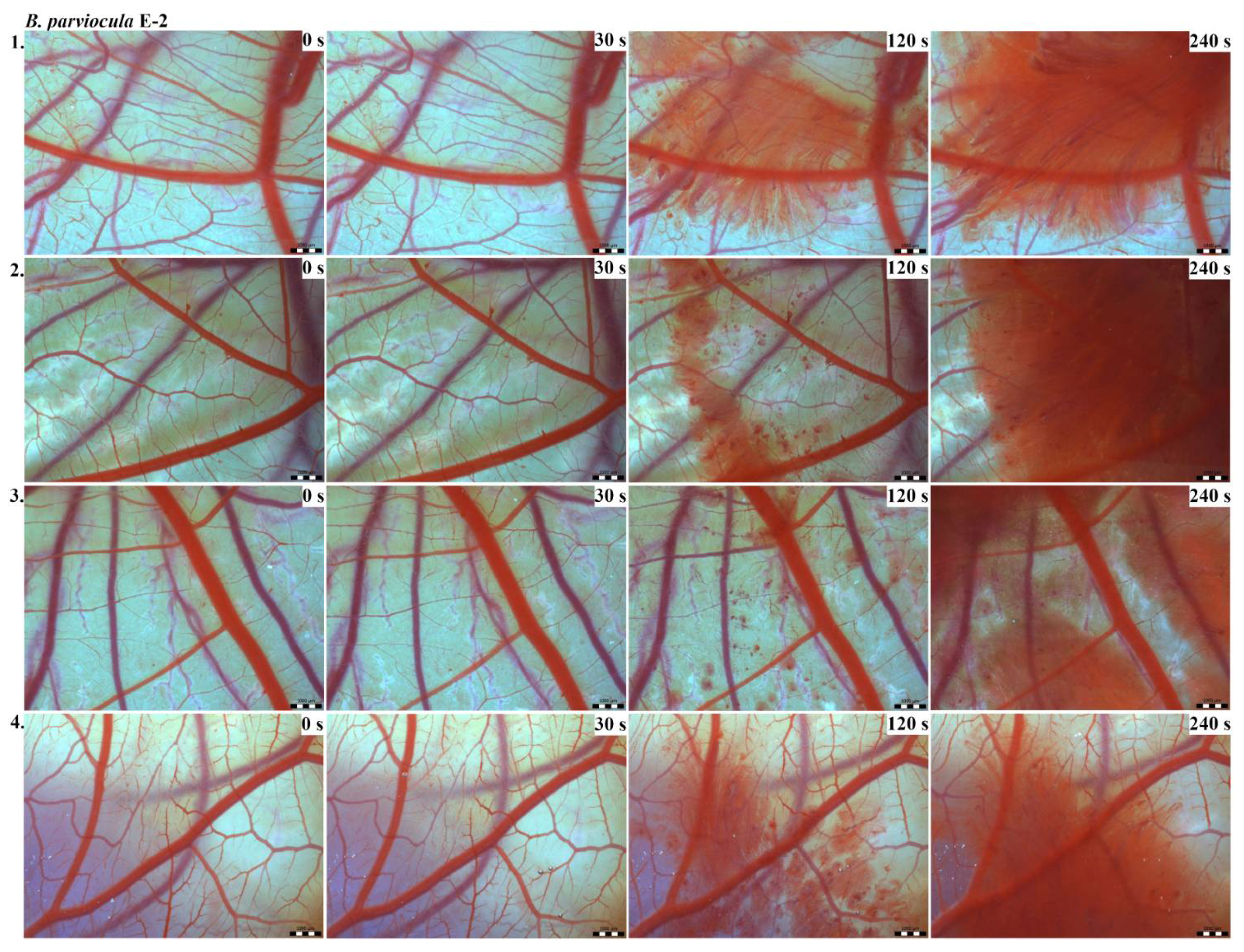 Toxins 13 00299 g003