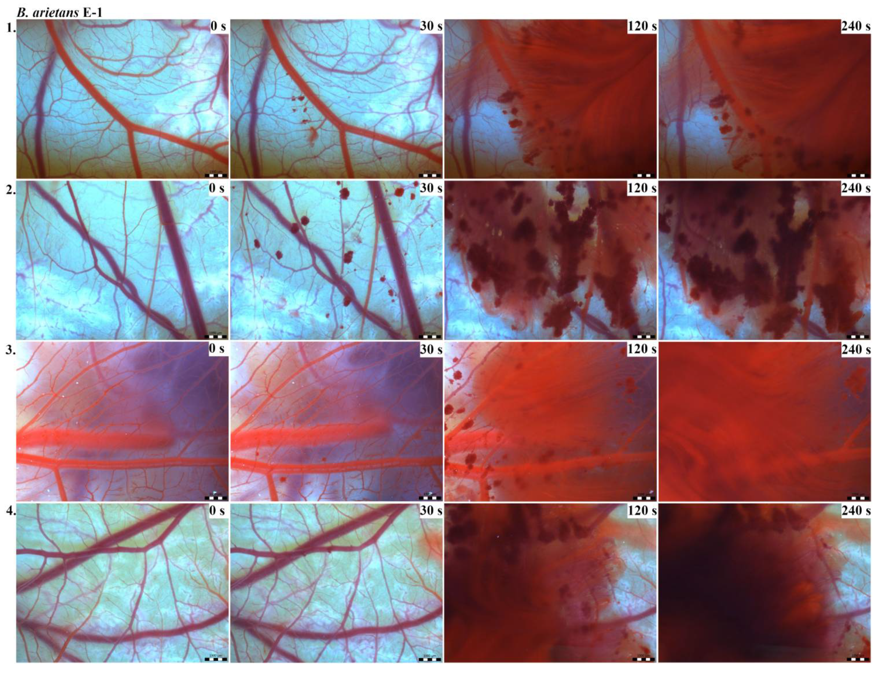 Toxins 13 00299 g005