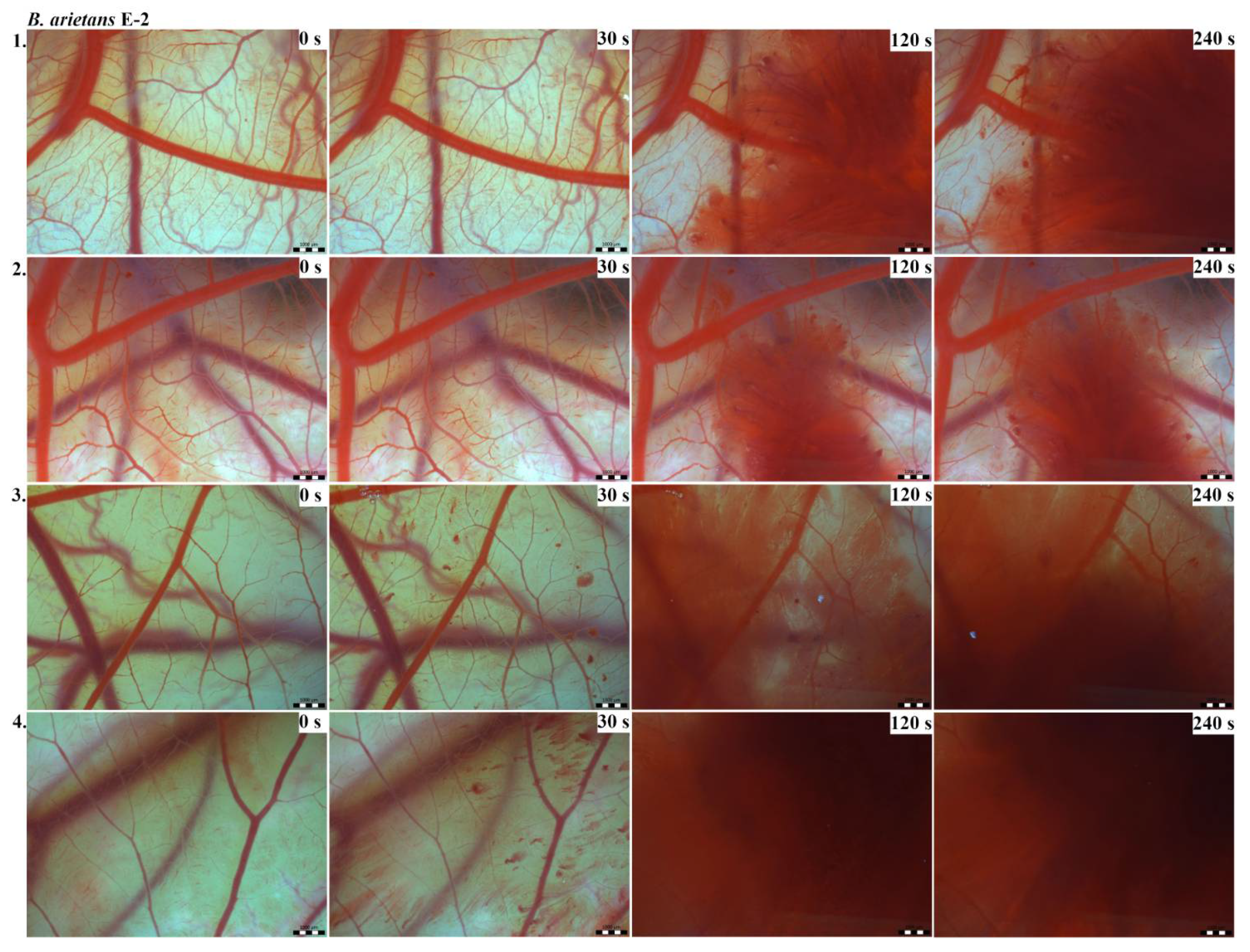 Toxins 13 00299 g006