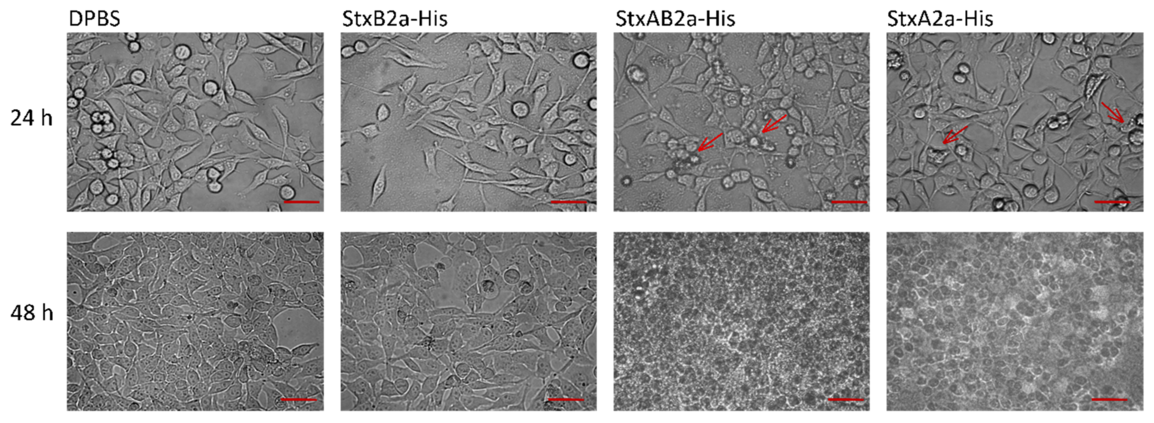 Toxins 13 00307 g005