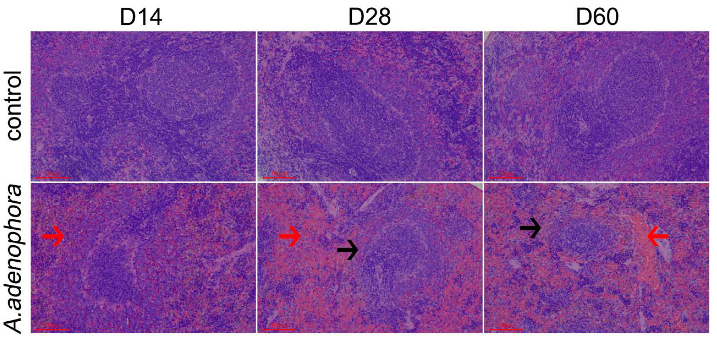 Toxins 13 00309 g001