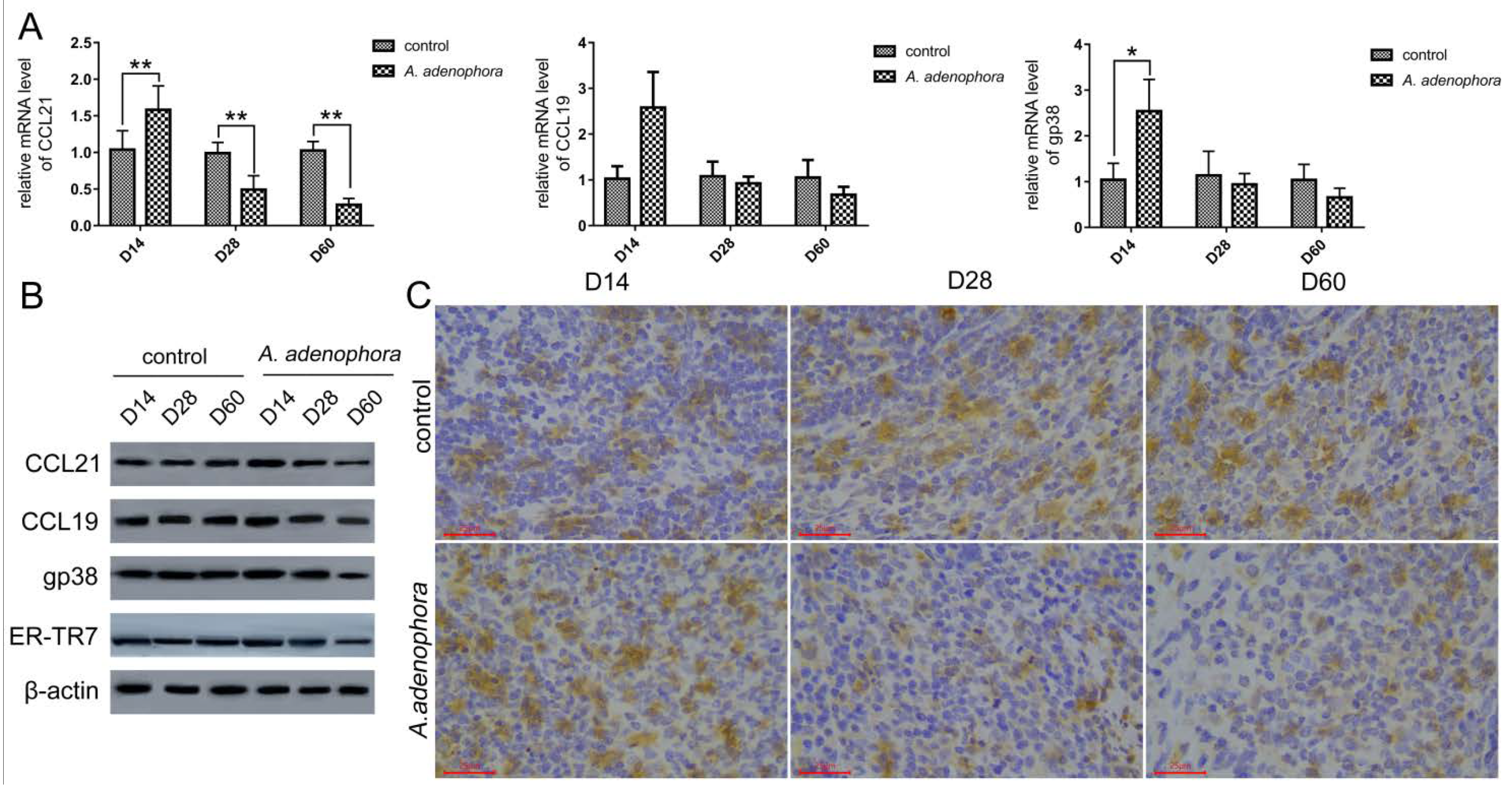 Toxins 13 00309 g003