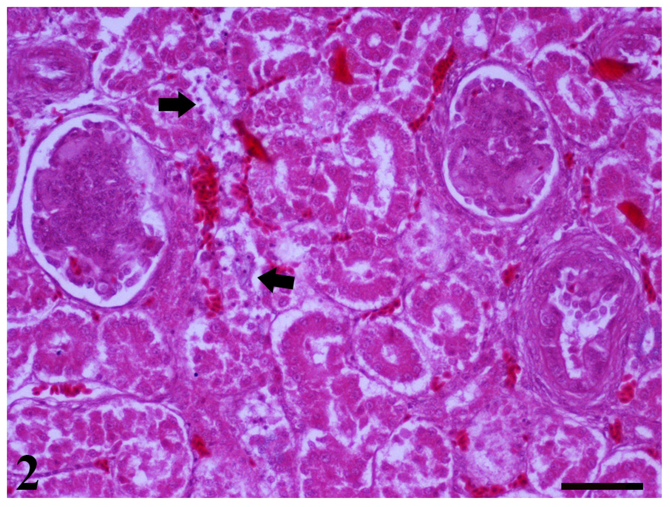 Toxins 13 00367 g002