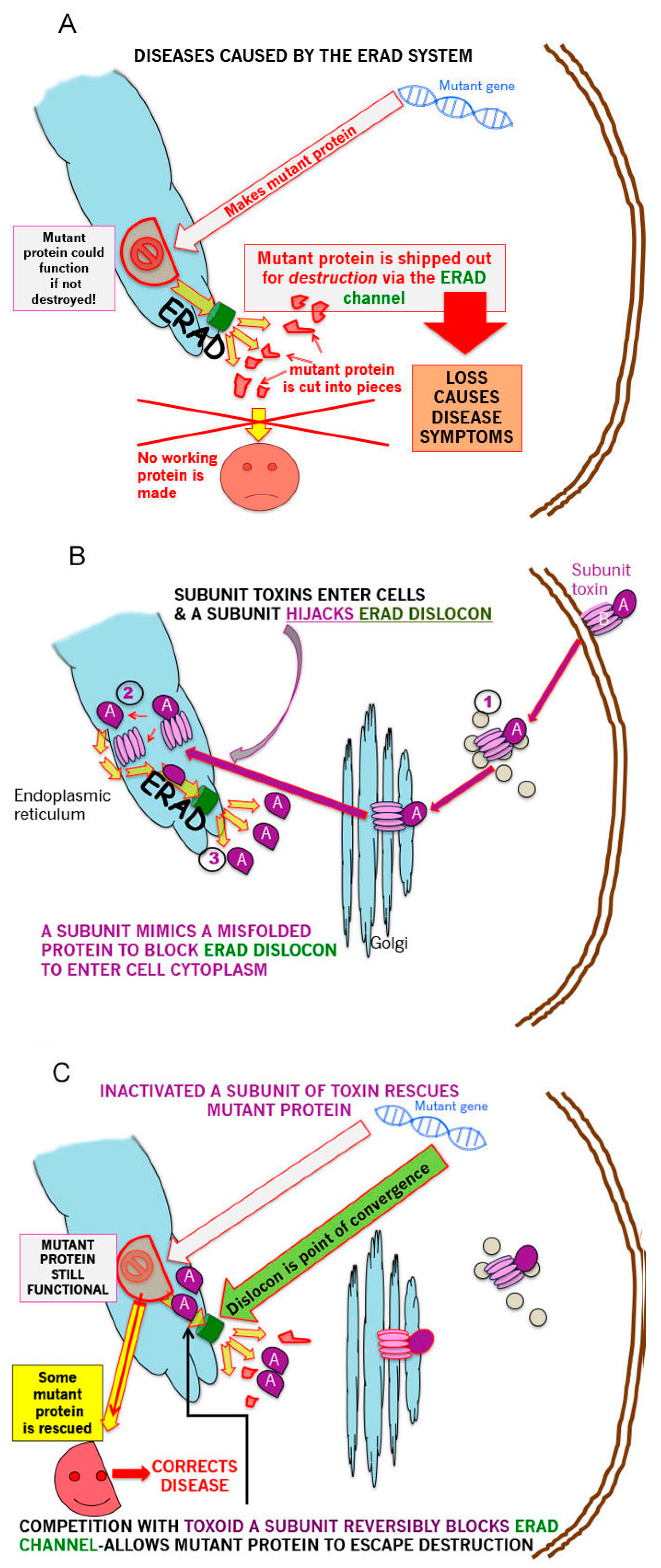 Toxins 13 00378 g001 Toxins 13 00378 g001