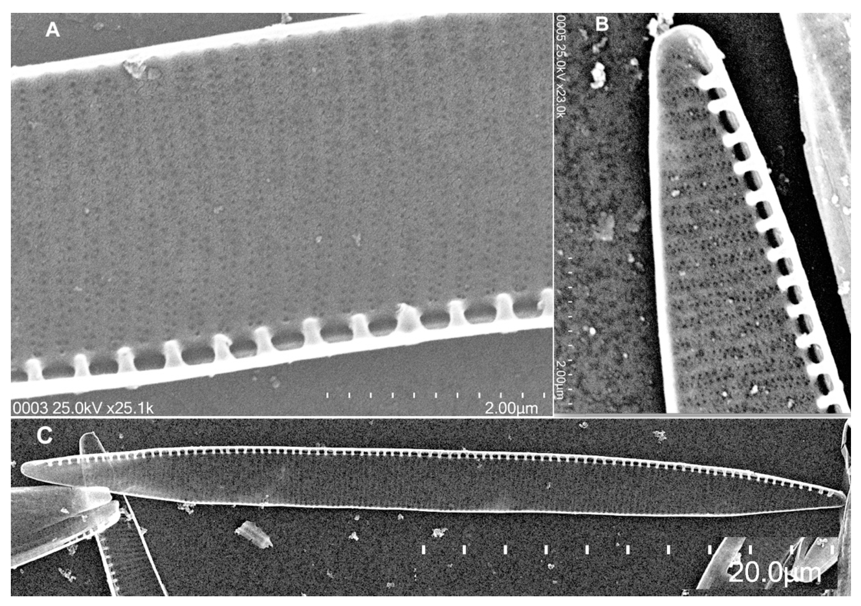 Toxins 13 00408 g001