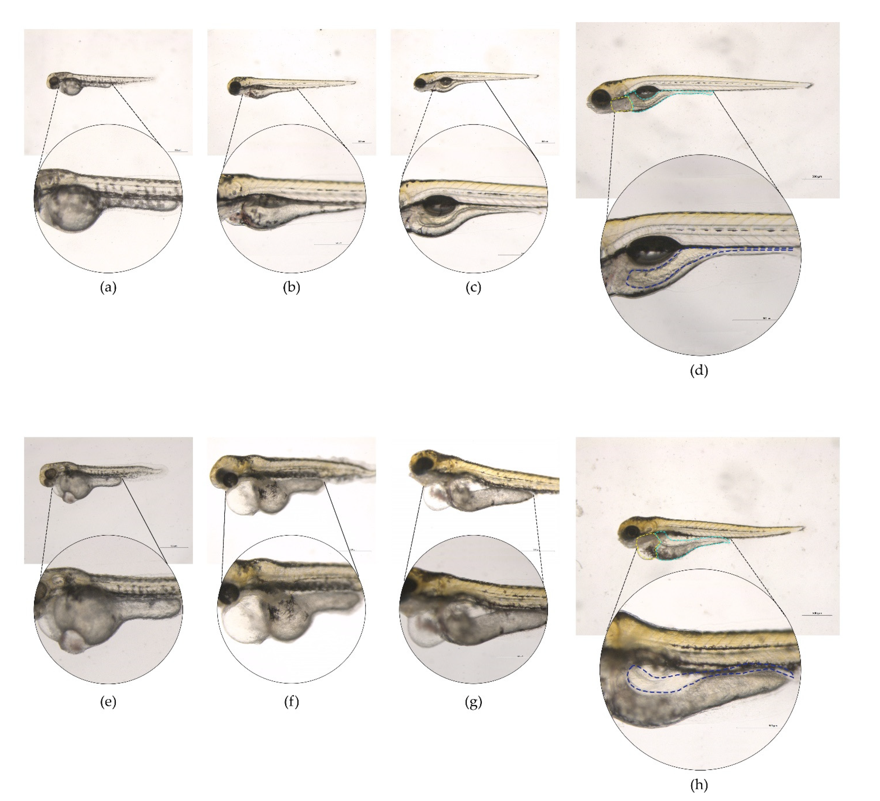 Toxins 13 00419 g006