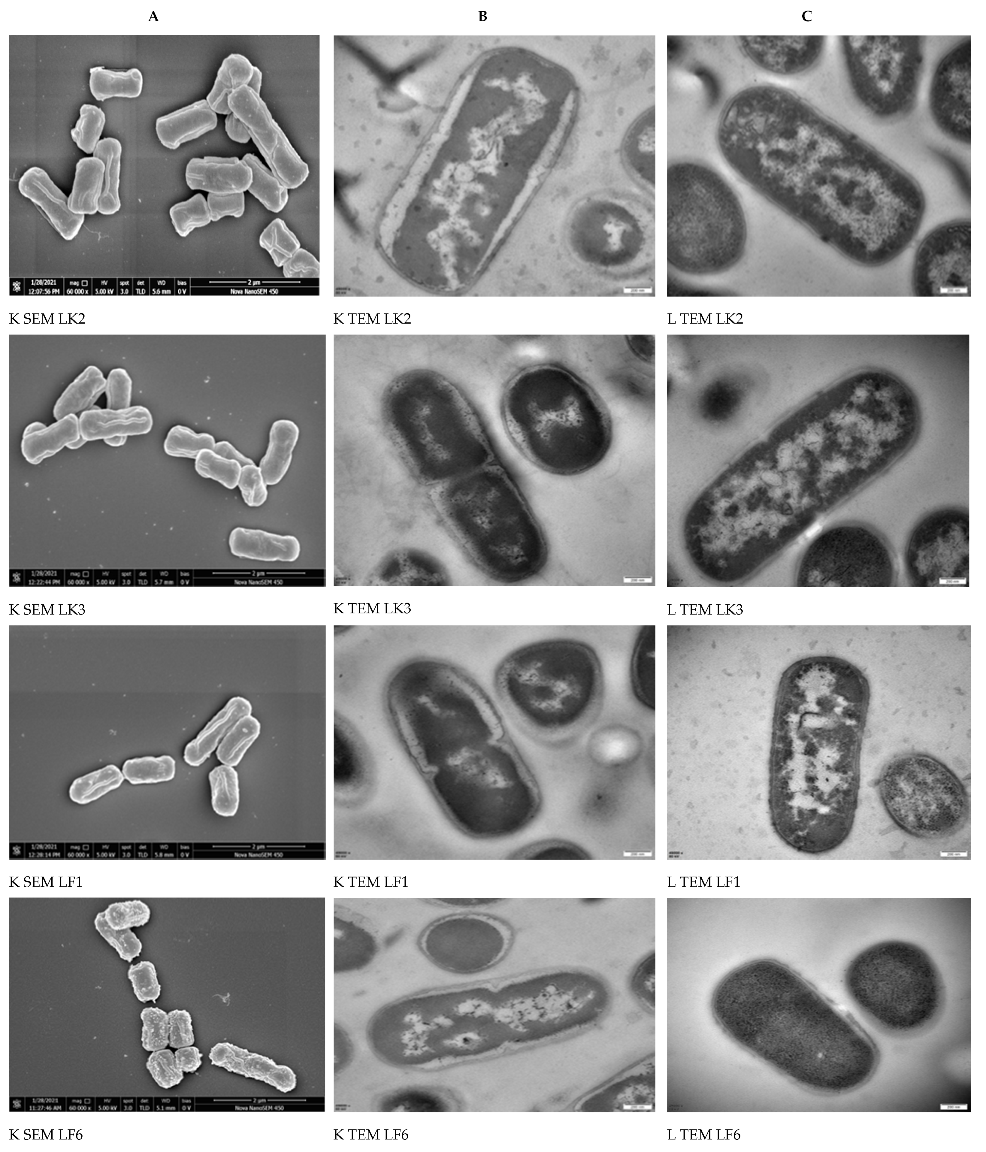 Toxins 13 00434 g004a