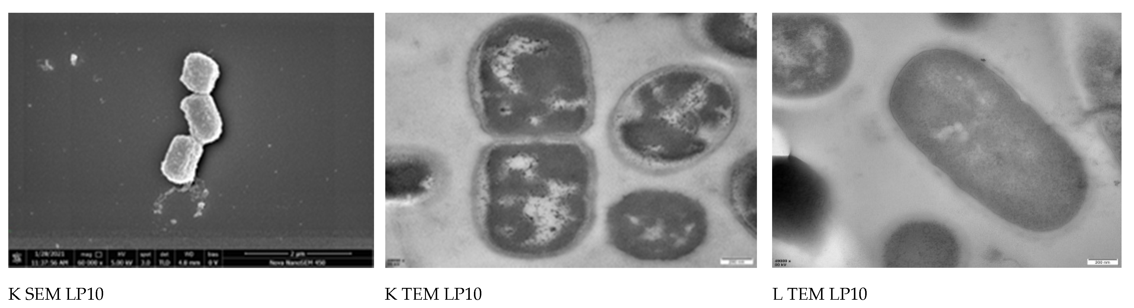 Toxins 13 00434 g004b