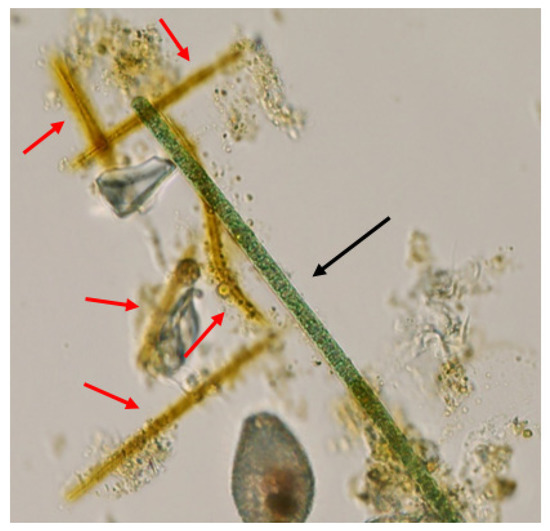 Toxins 13 00445 g0a2 550