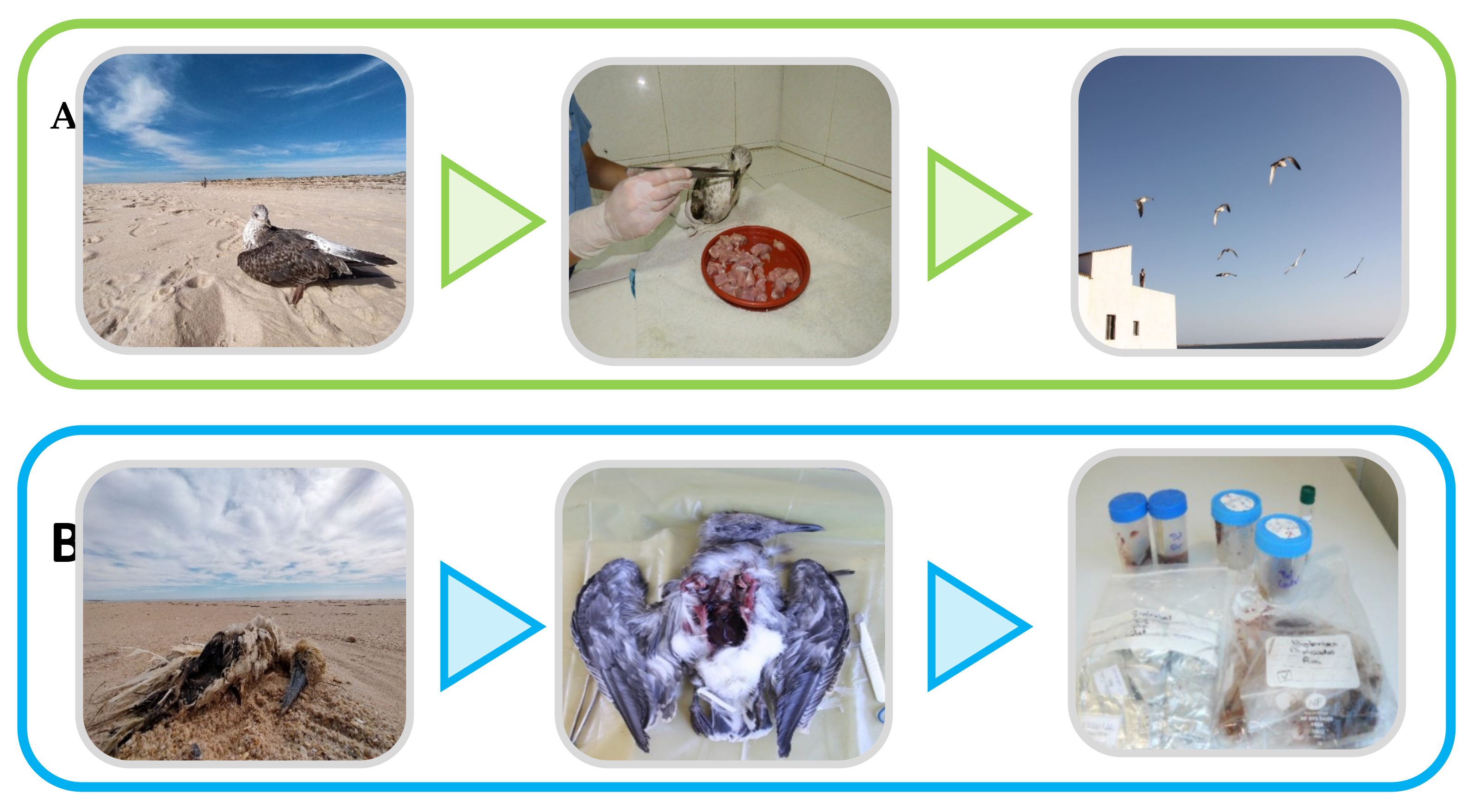 Toxins 13 00454 g002