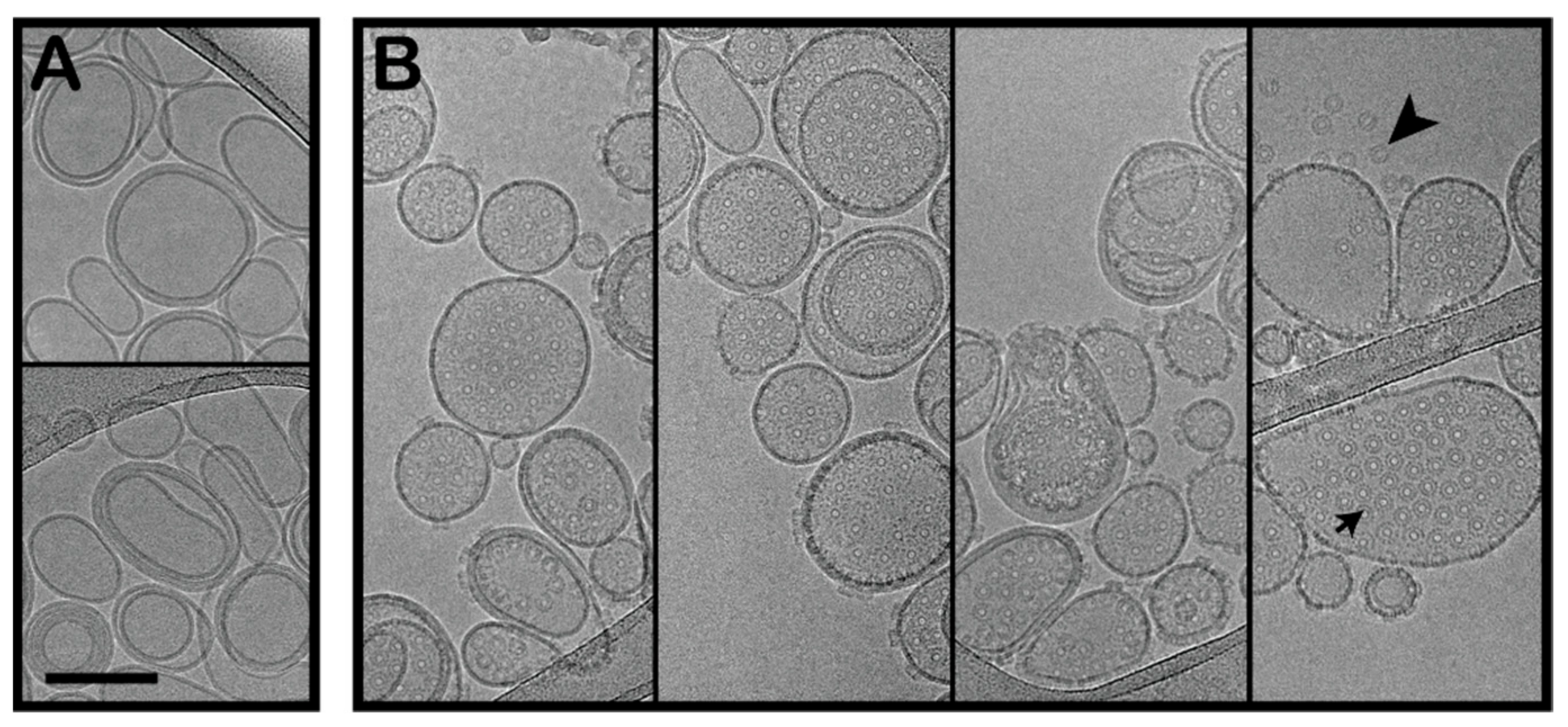 Toxins 13 00455 g003