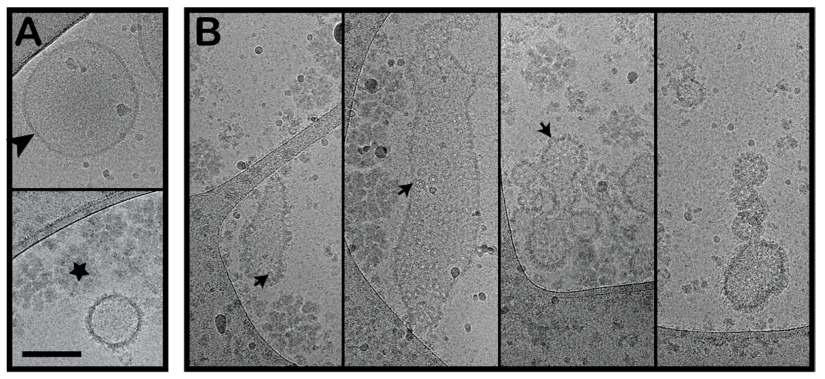 Toxins 13 00455 g004