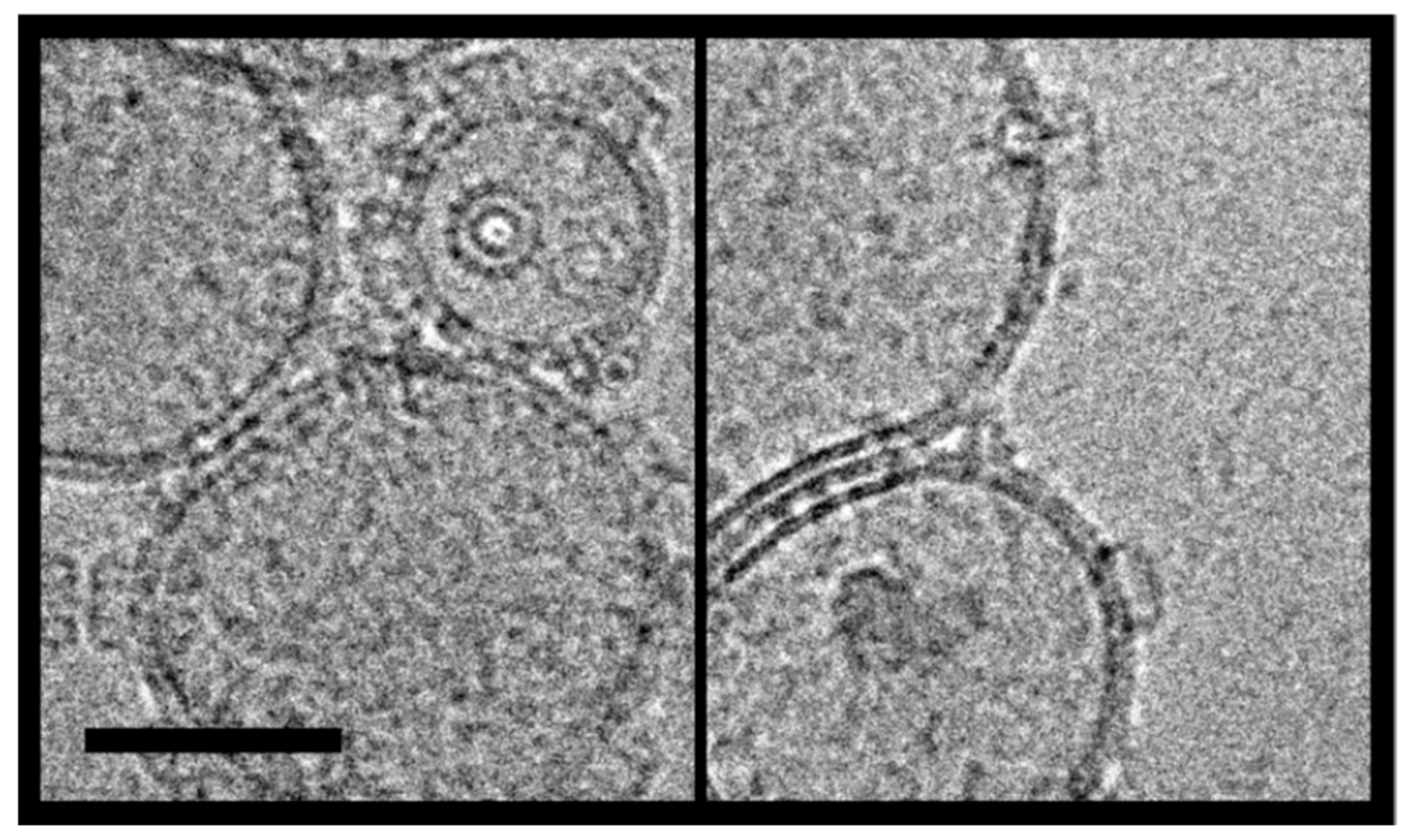 Toxins 13 00455 g007
