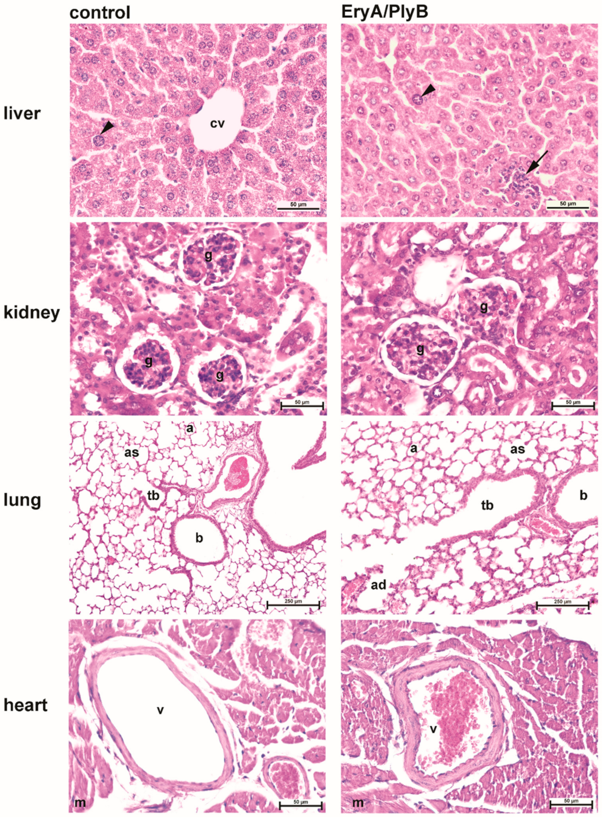 Toxins 13 00457 g004