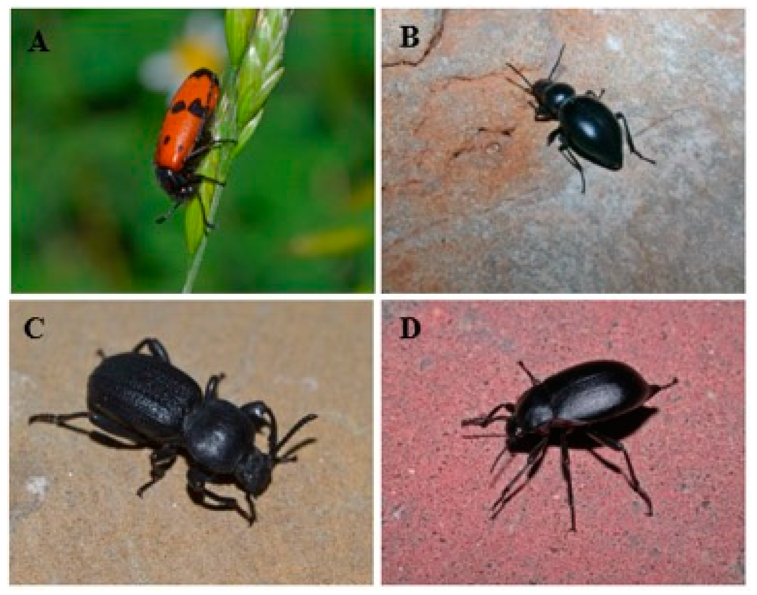 Toxins 13 00489 g001