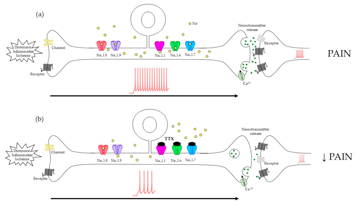 Toxins 13 00496 g002