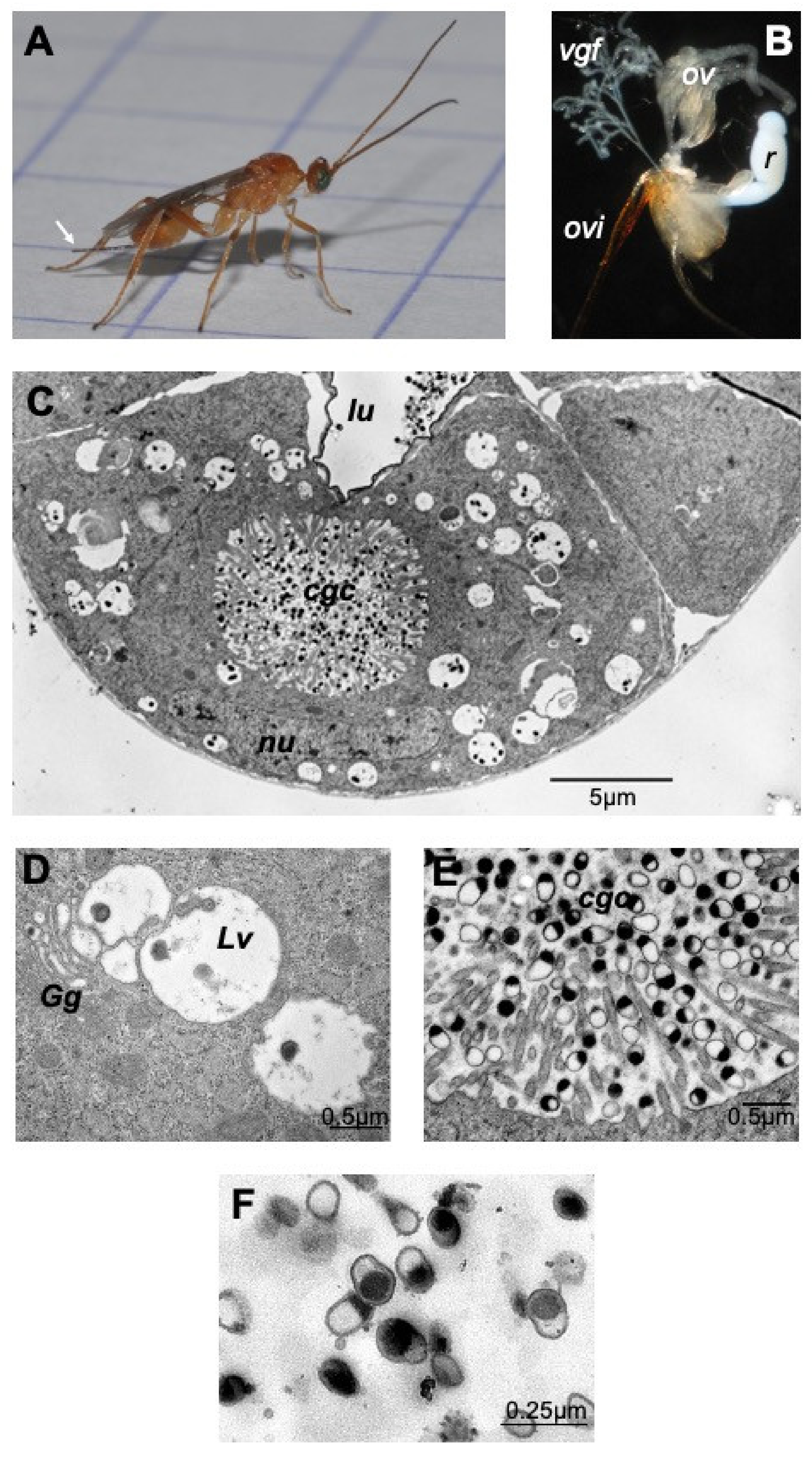 Toxins 13 00502 g001
