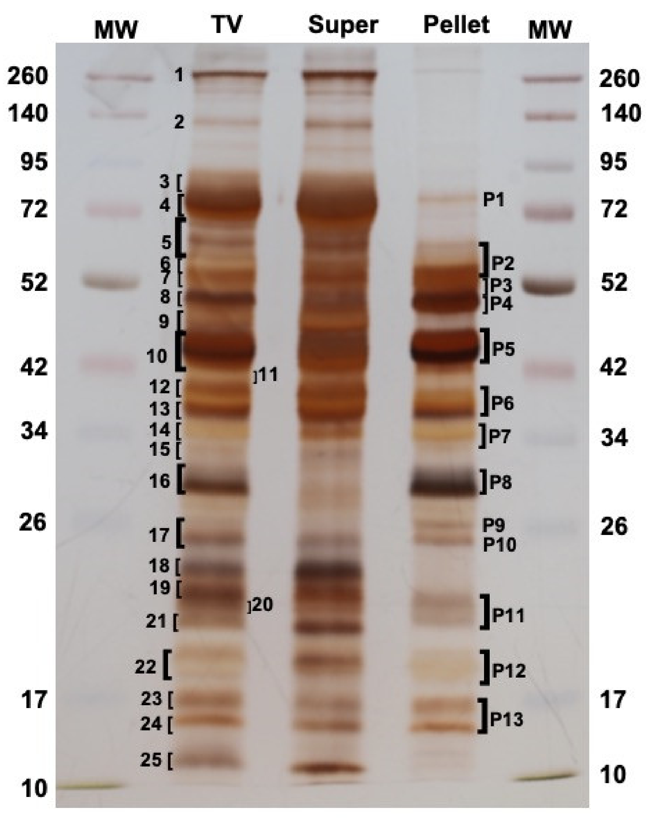 Toxins 13 00502 g003