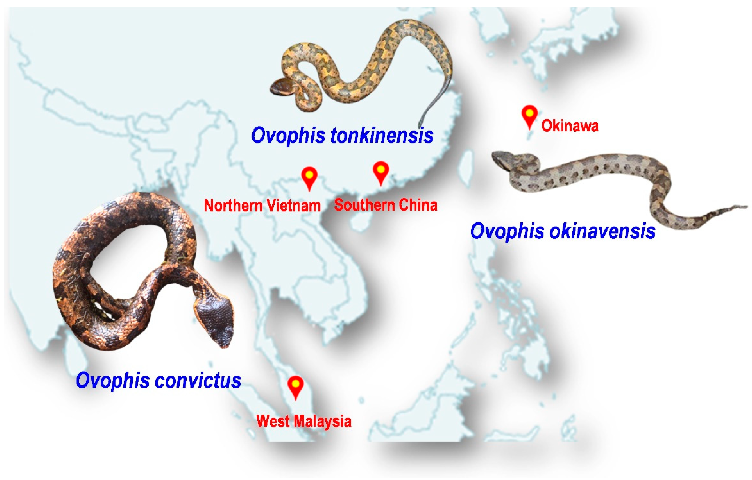 Toxins 13 00514 g001