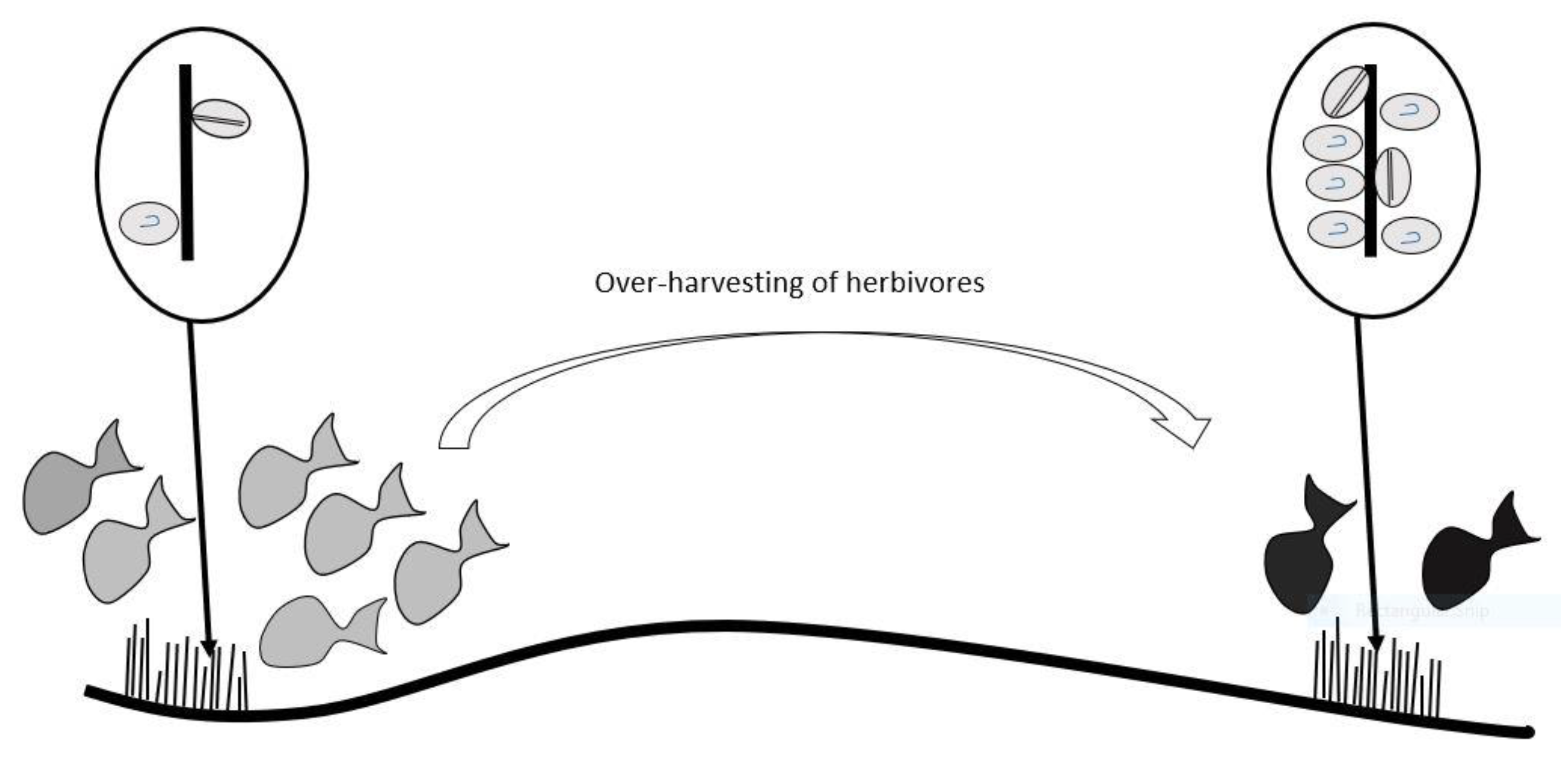 Toxins 13 00515 g008