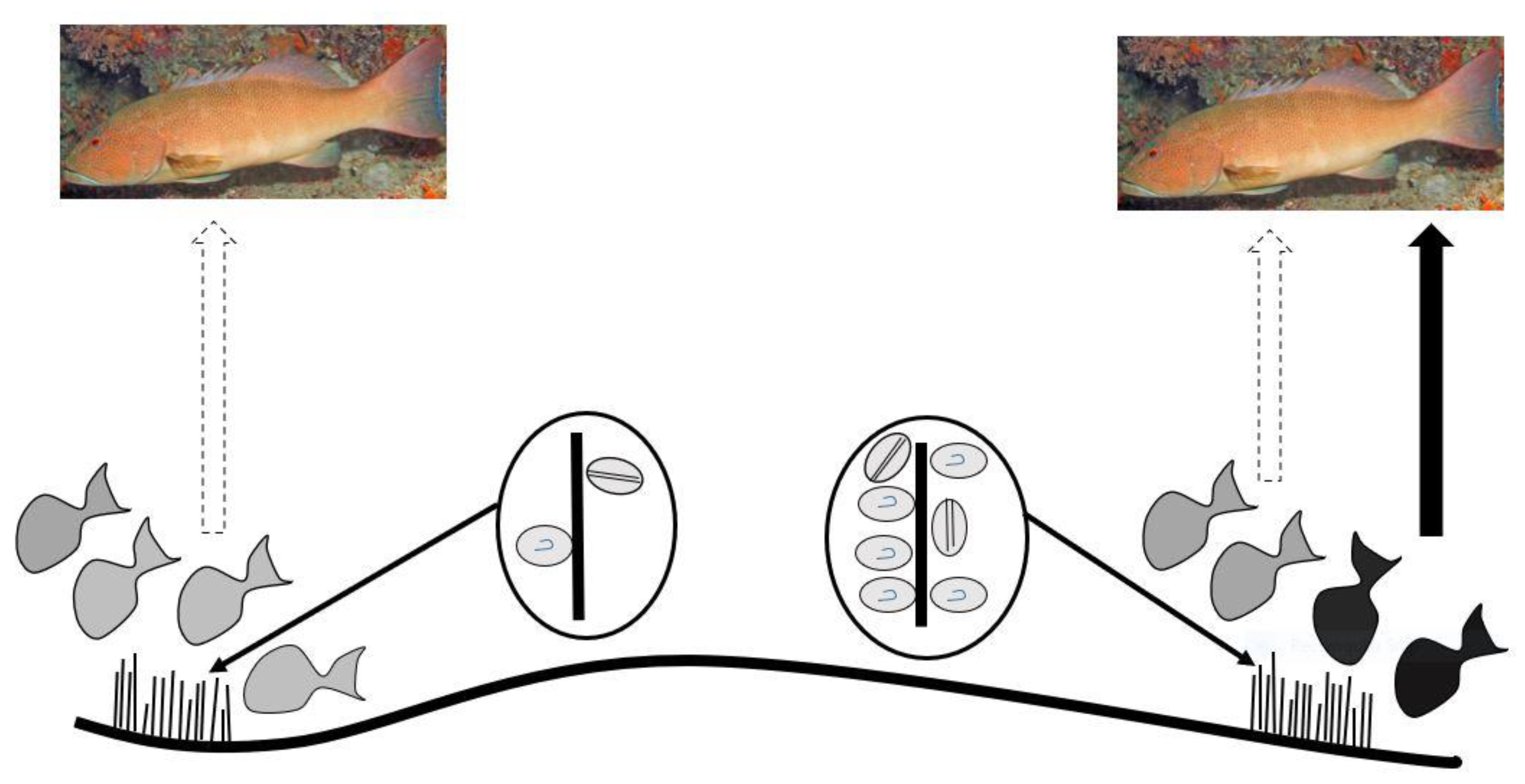 Toxins 13 00515 g009