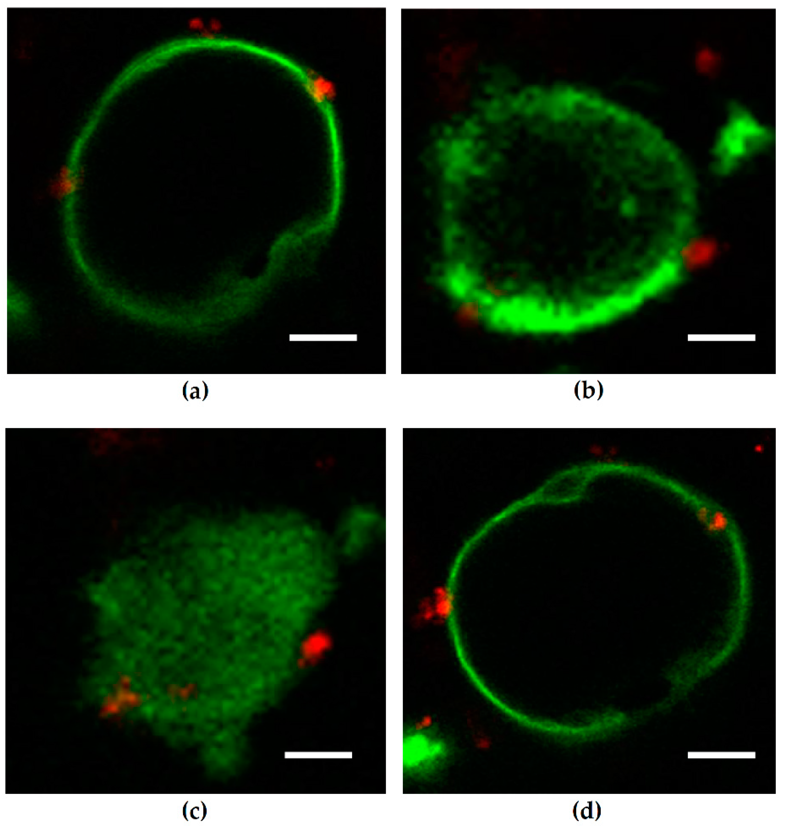 Toxins 13 00520 g001