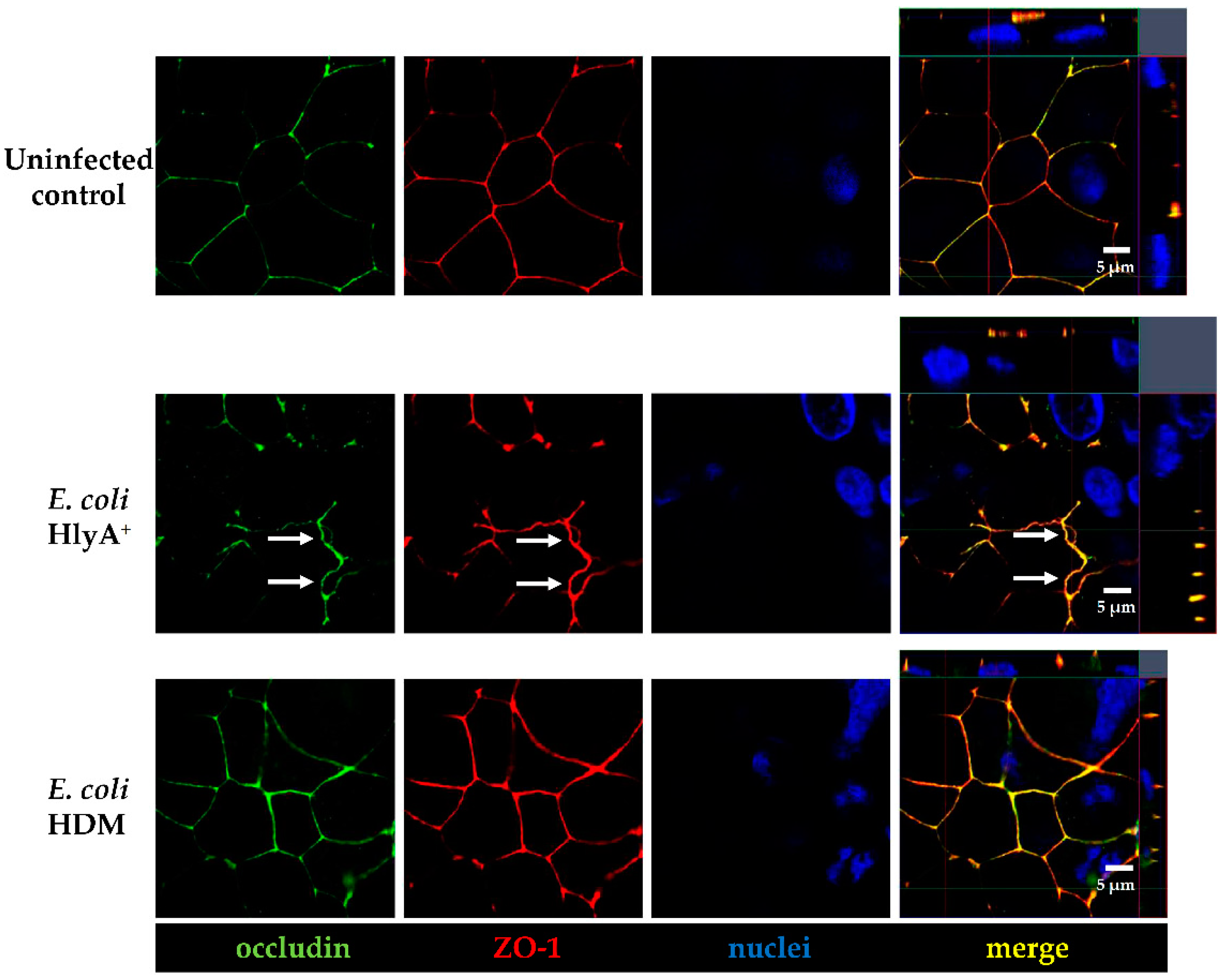 Toxins 13 00520 g004