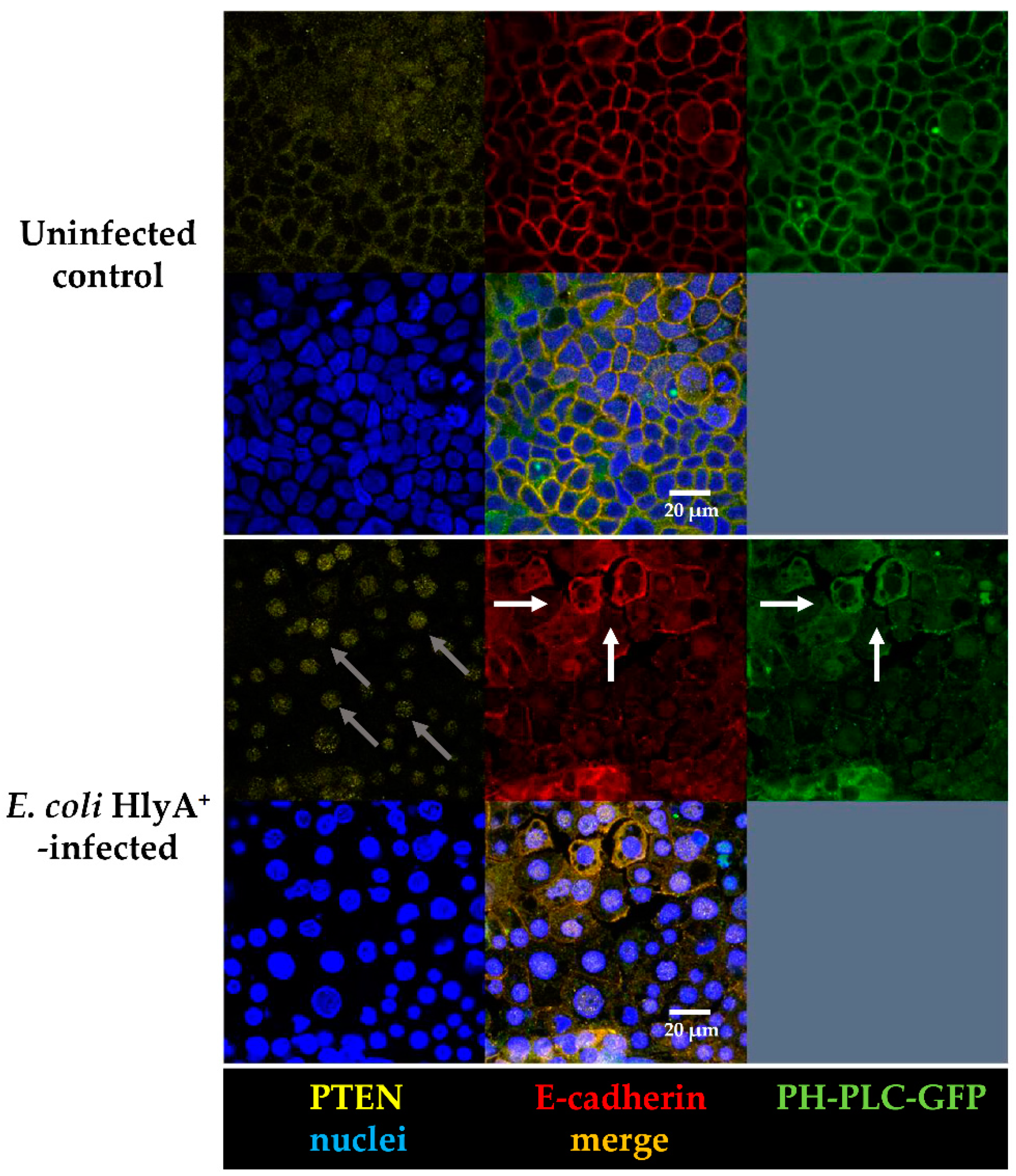 Toxins 13 00520 g005