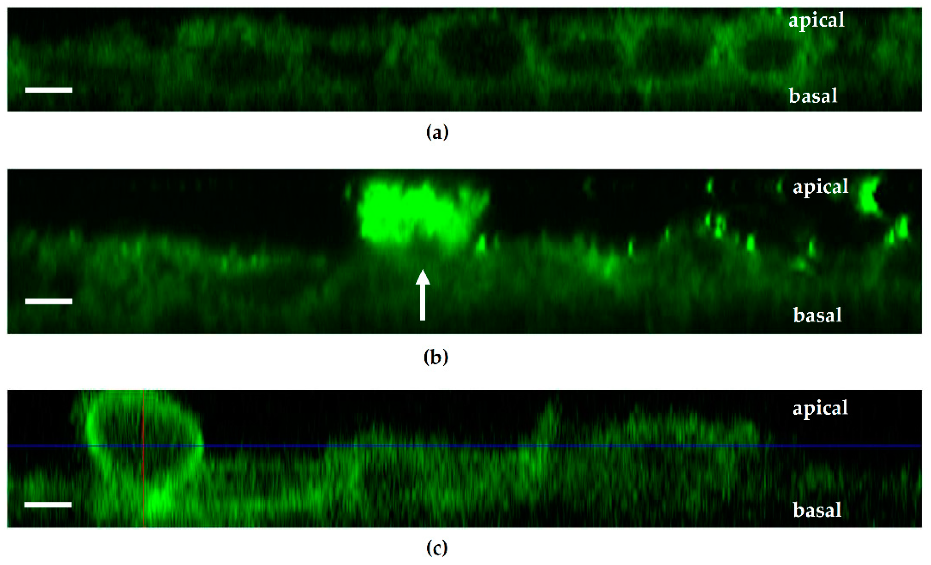 Toxins 13 00520 g007