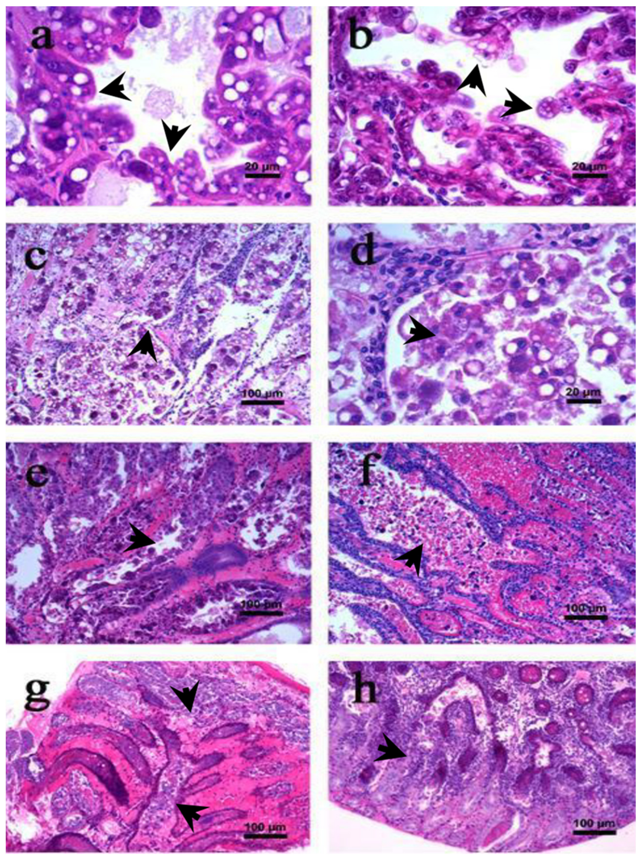 Toxins 13 00524 g003