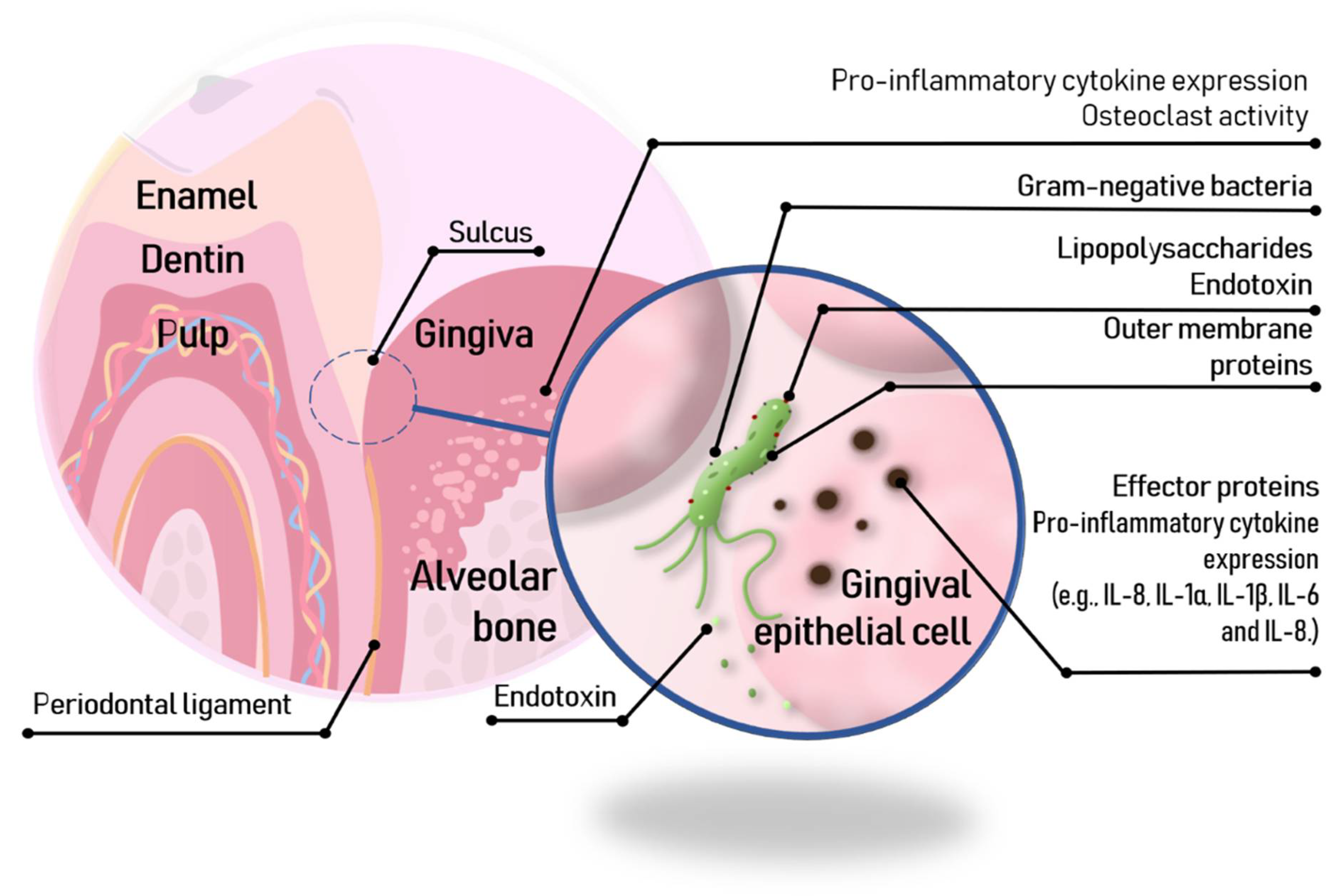 Toxins 13 00533 g002 Toxins 13 00533 g002
