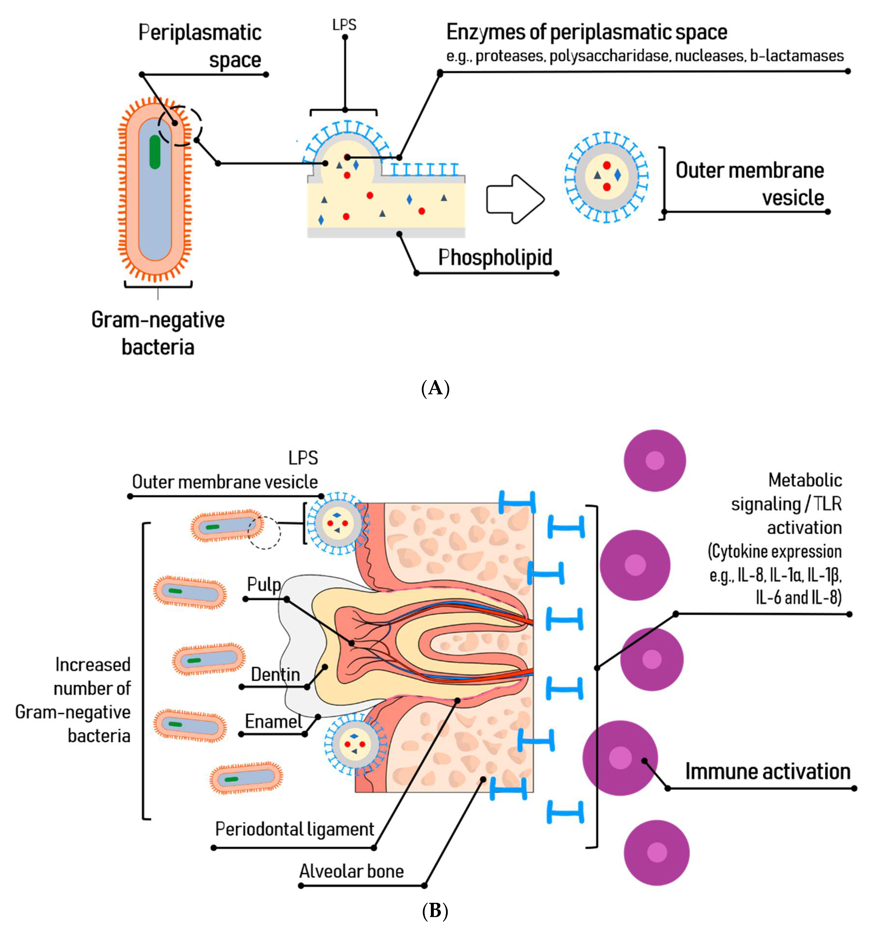 Toxins 13 00533 g003 Toxins 13 00533 g003