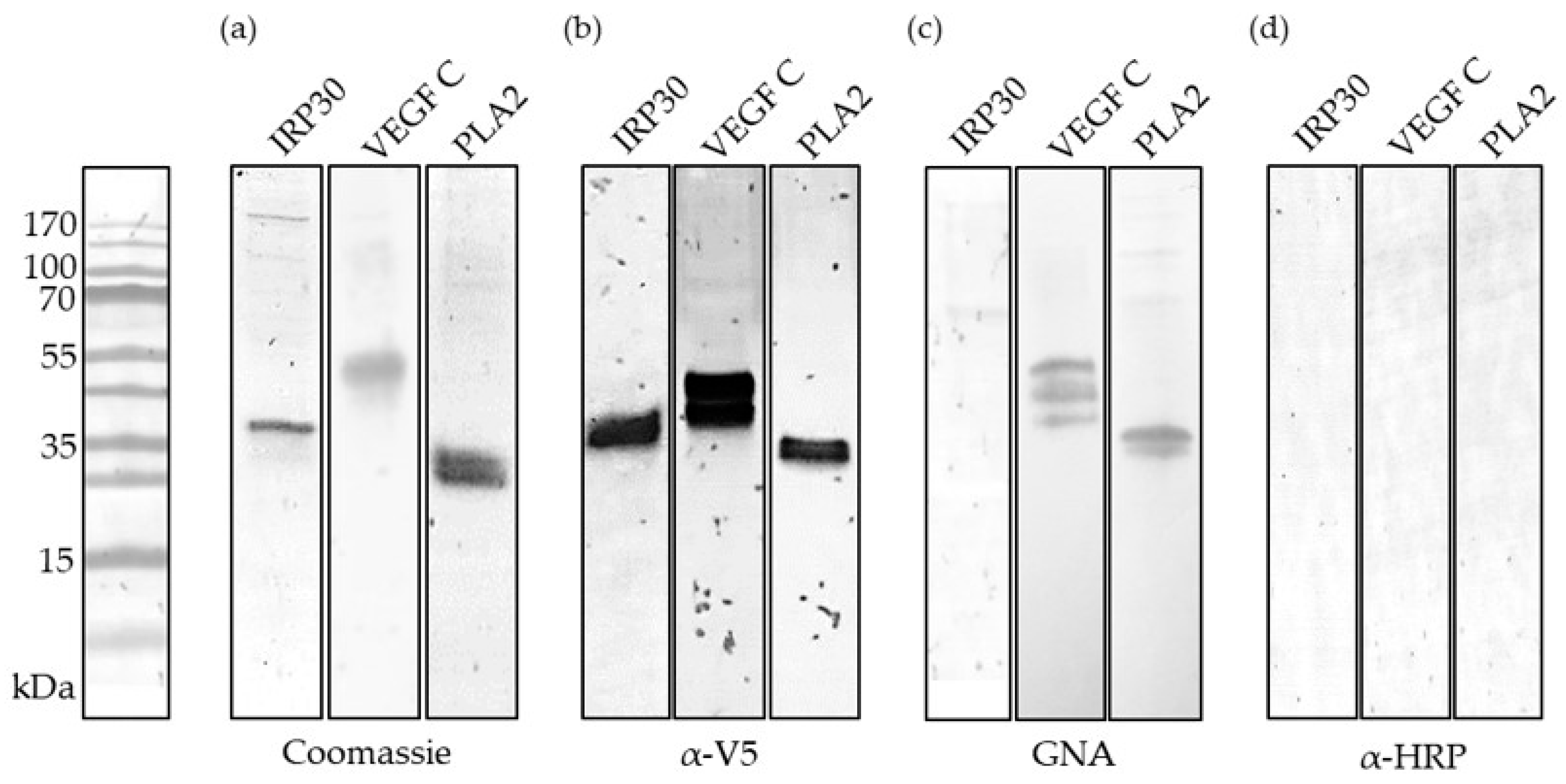 Toxins 13 00559 g002