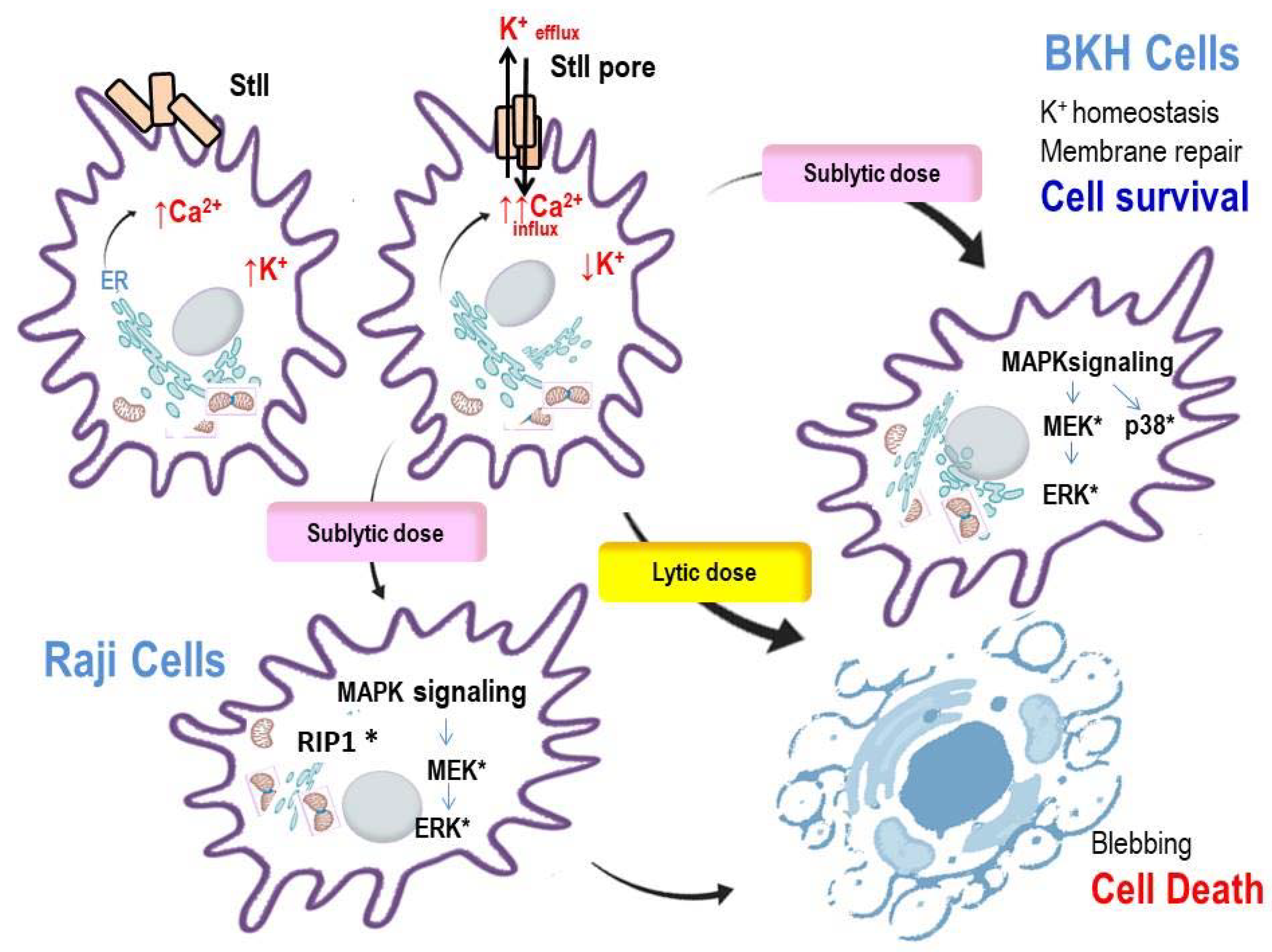 Toxins 13 00567 g003