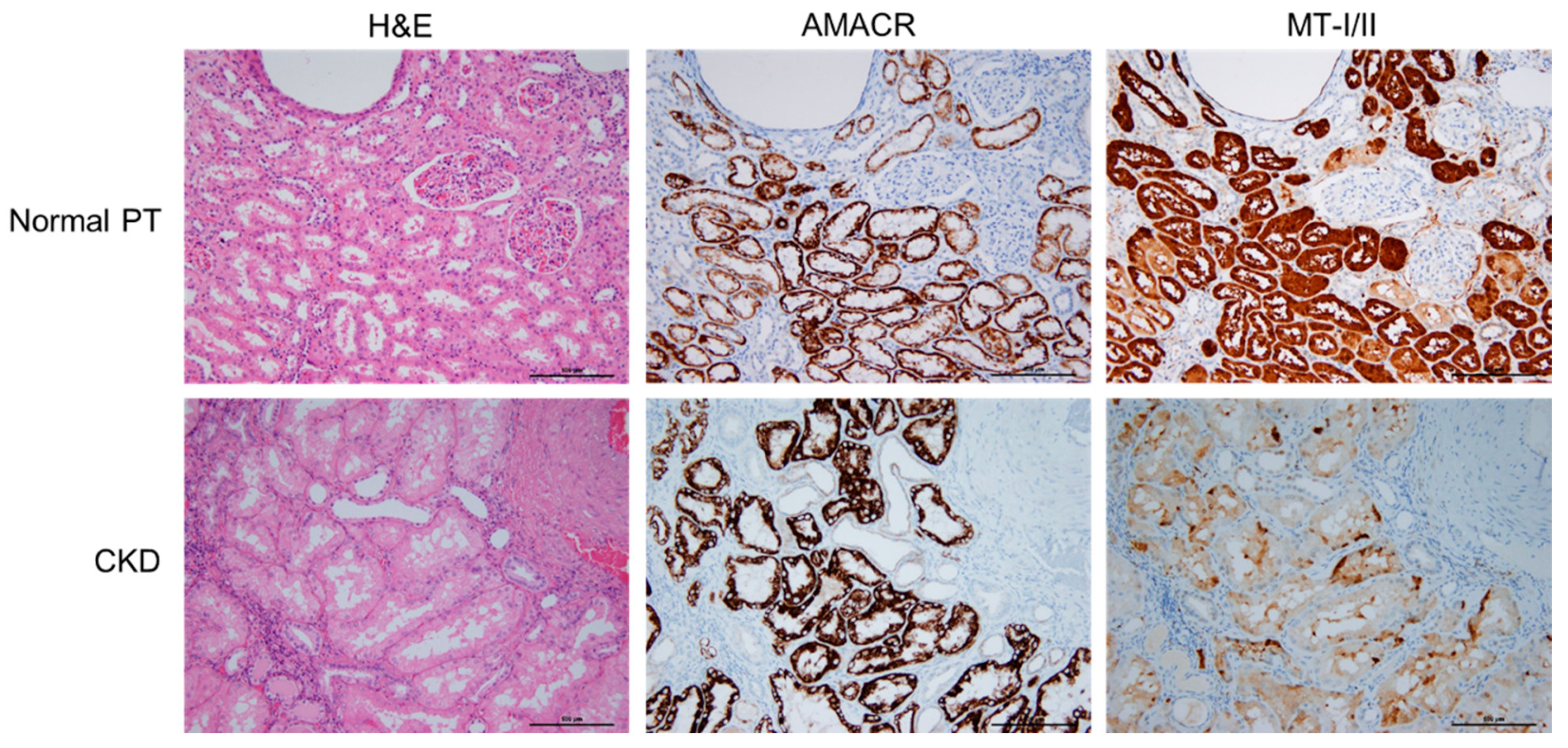Toxins 13 00568 g001