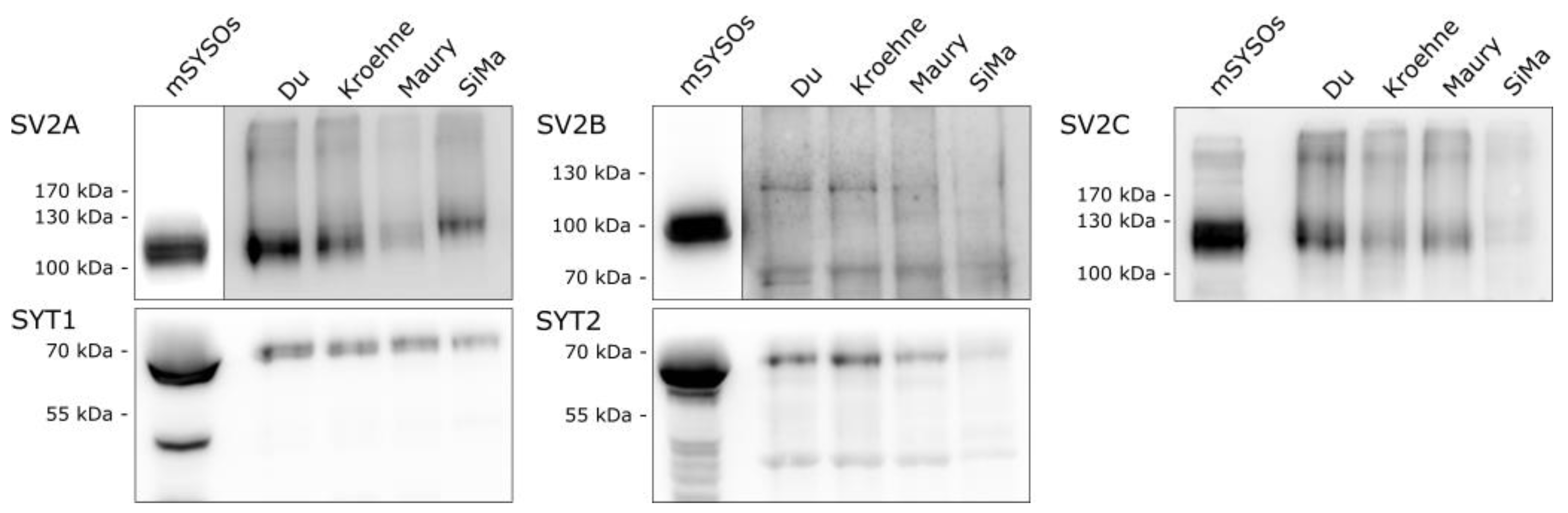 Toxins 13 00585 g003