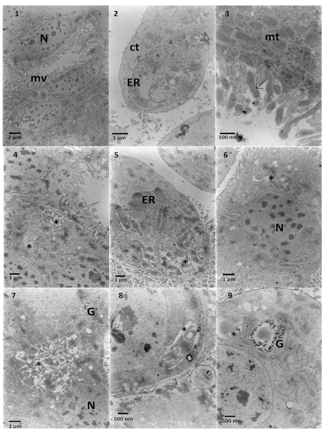 Toxins 13 00617 g006