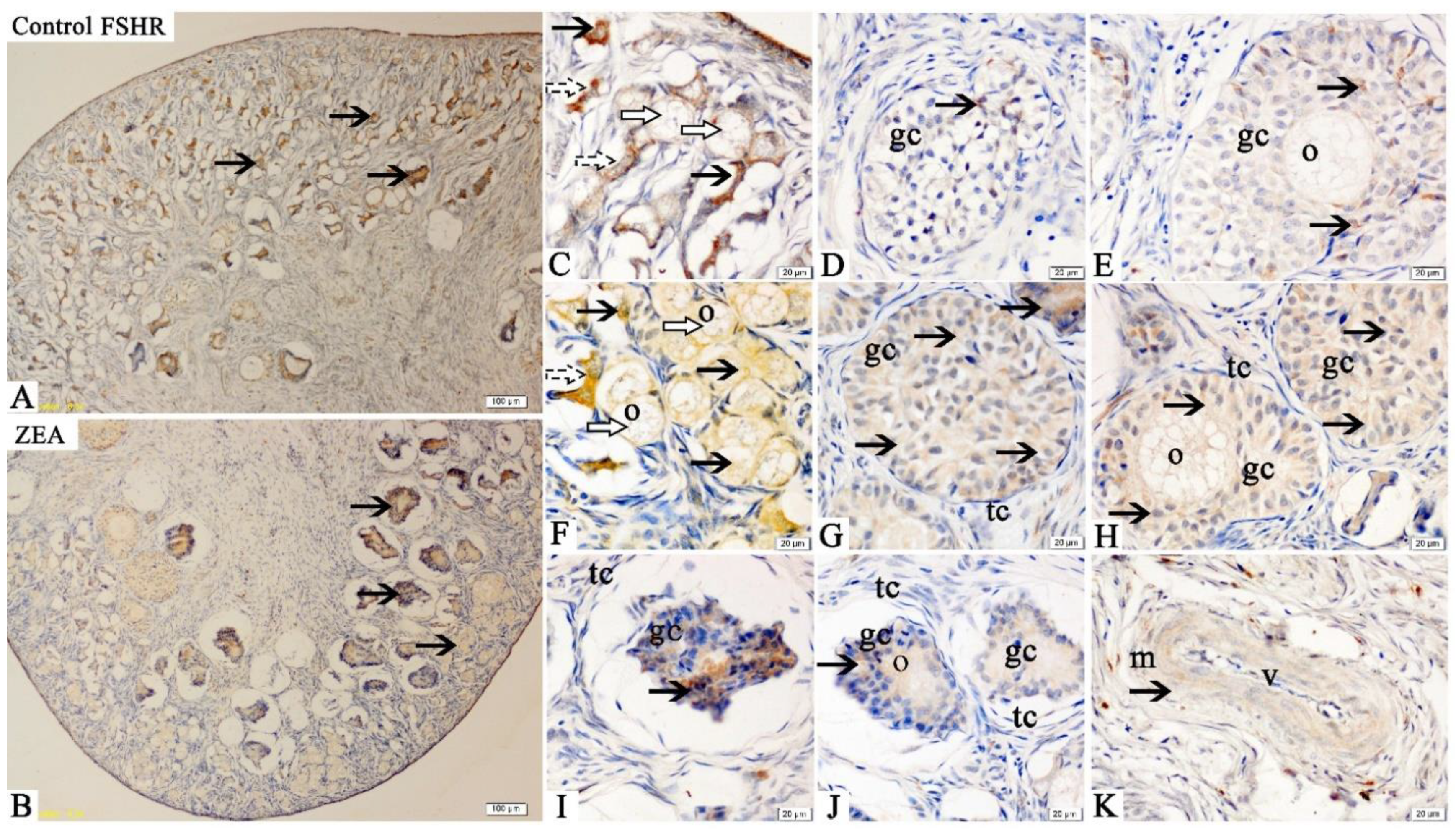 Toxins 13 00626 g001
