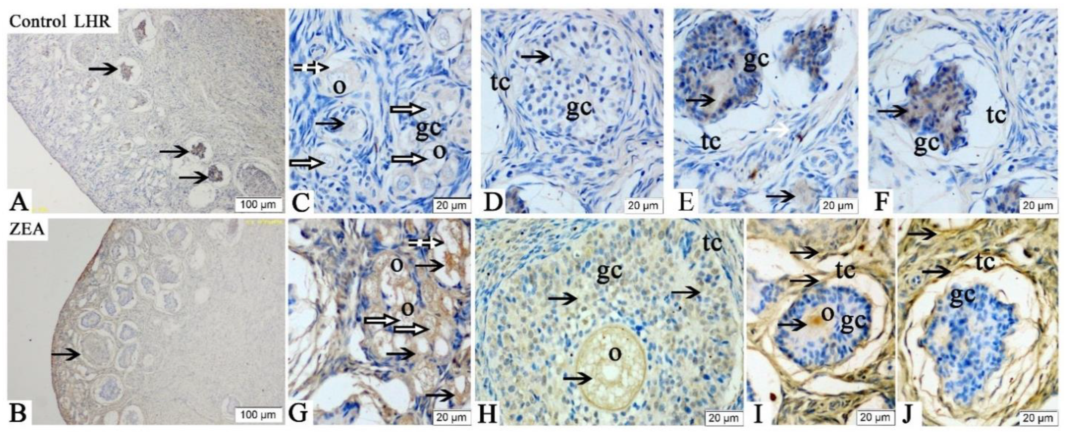 Toxins 13 00626 g002