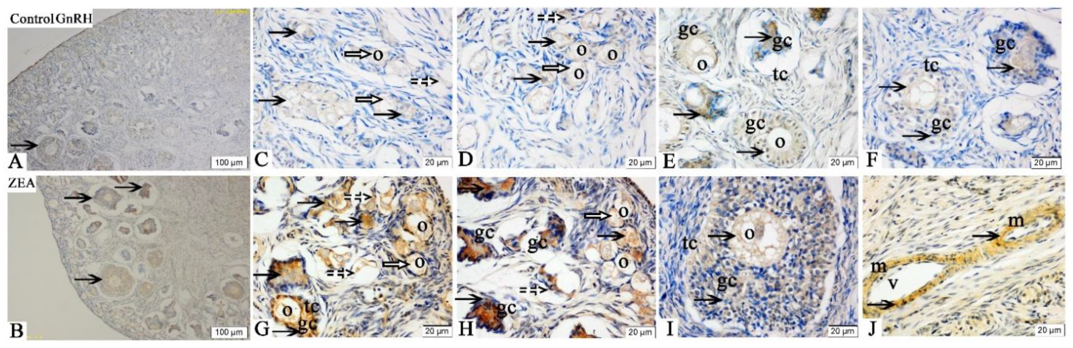 Toxins 13 00626 g003