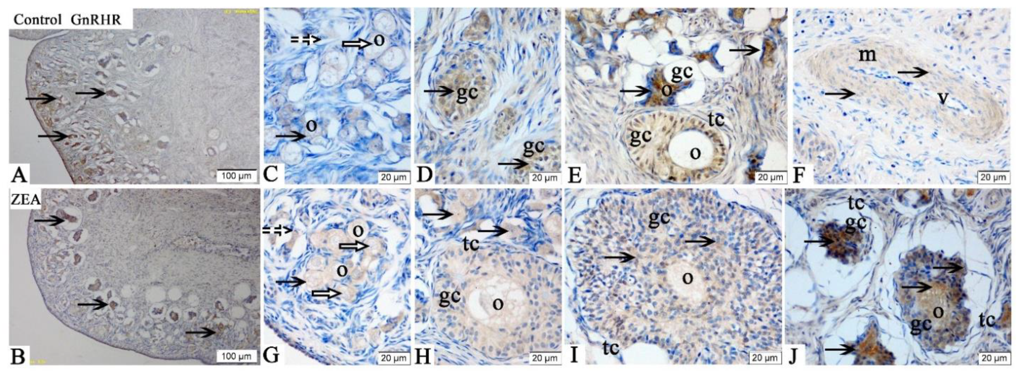 Toxins 13 00626 g004