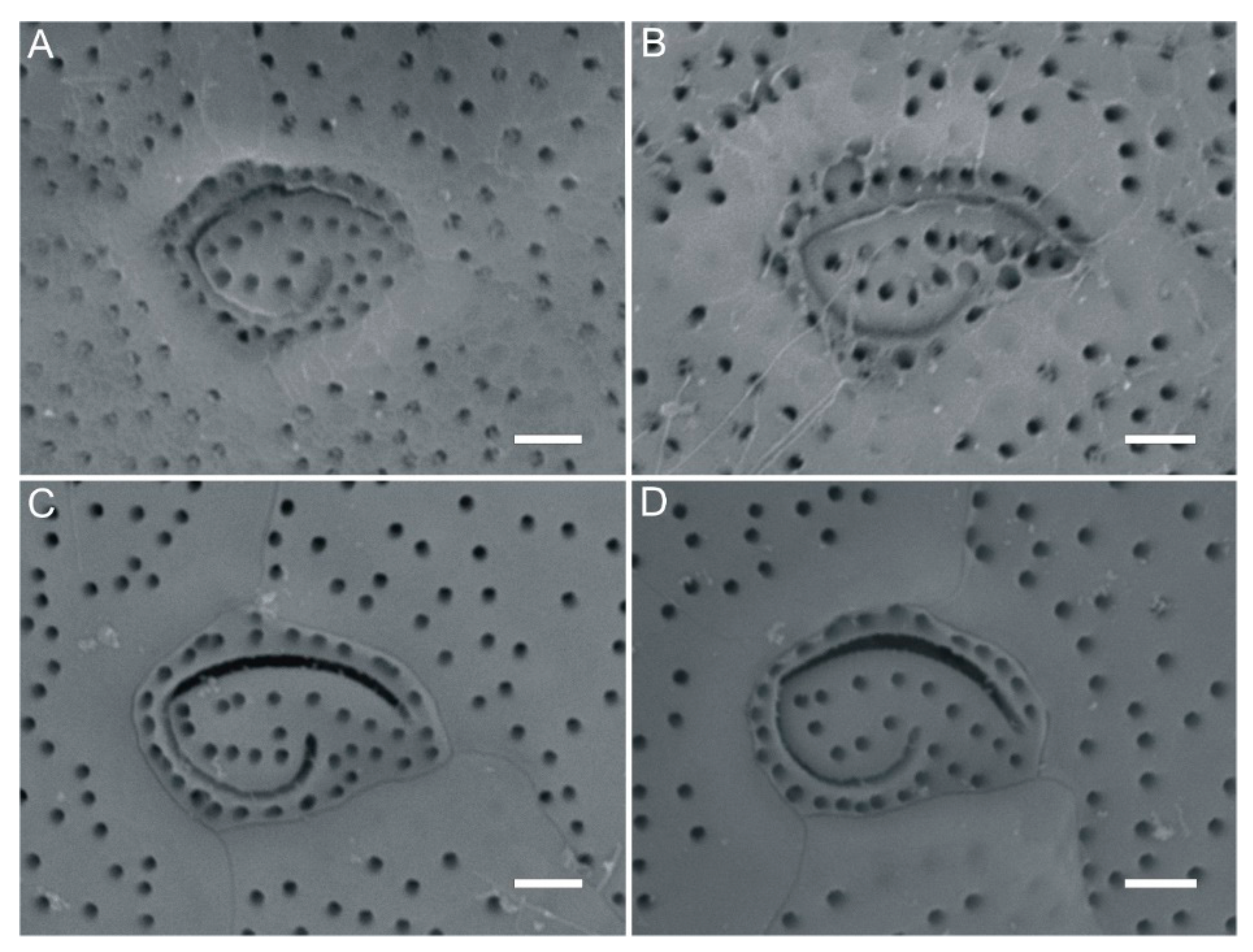 Toxins 13 00643 g003