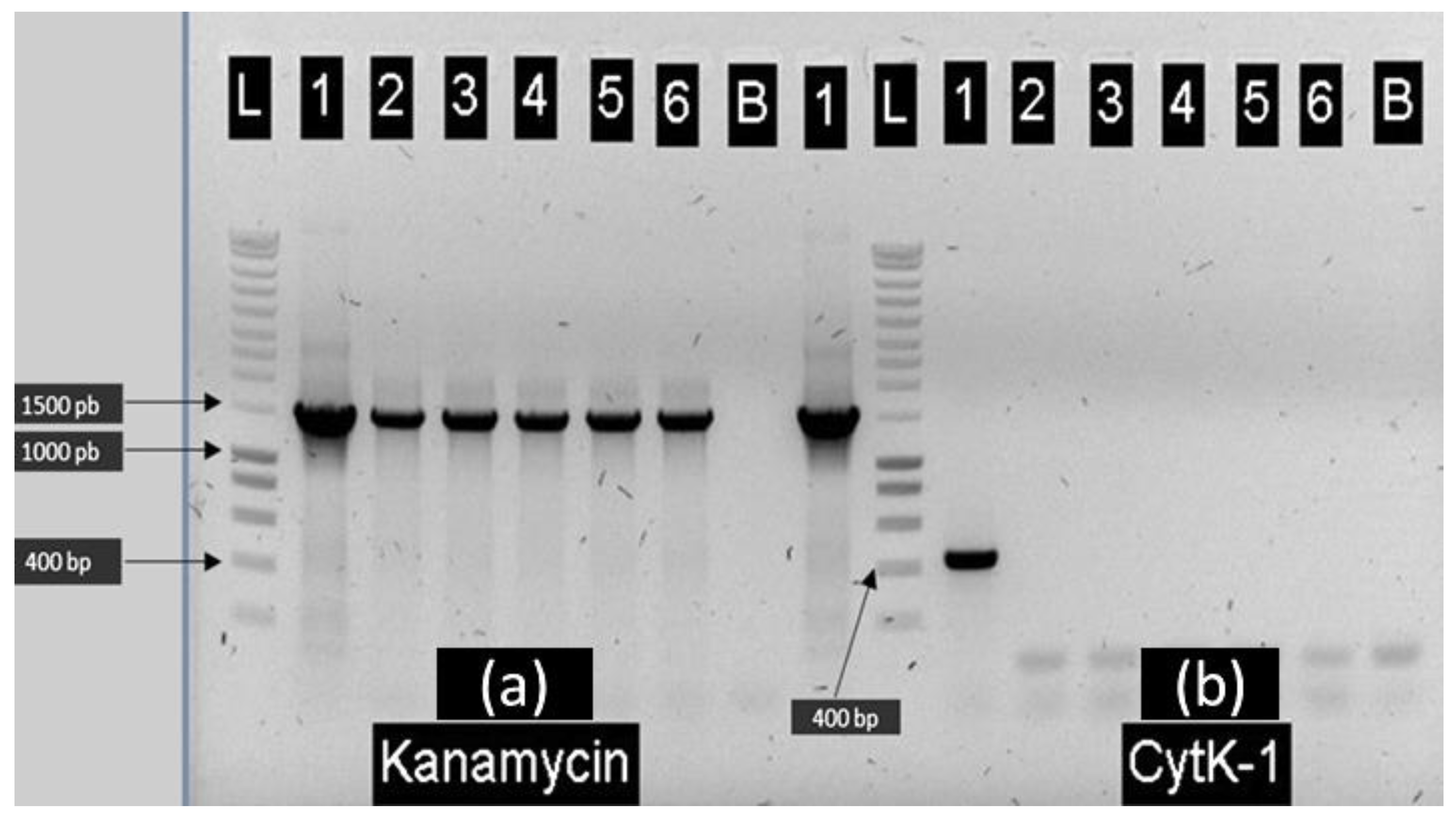 Toxins 13 00698 g001