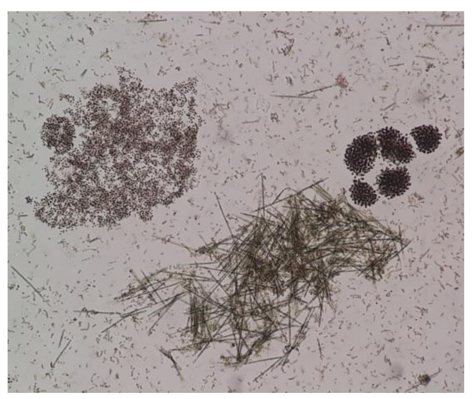 Toxins 13 00716 g002