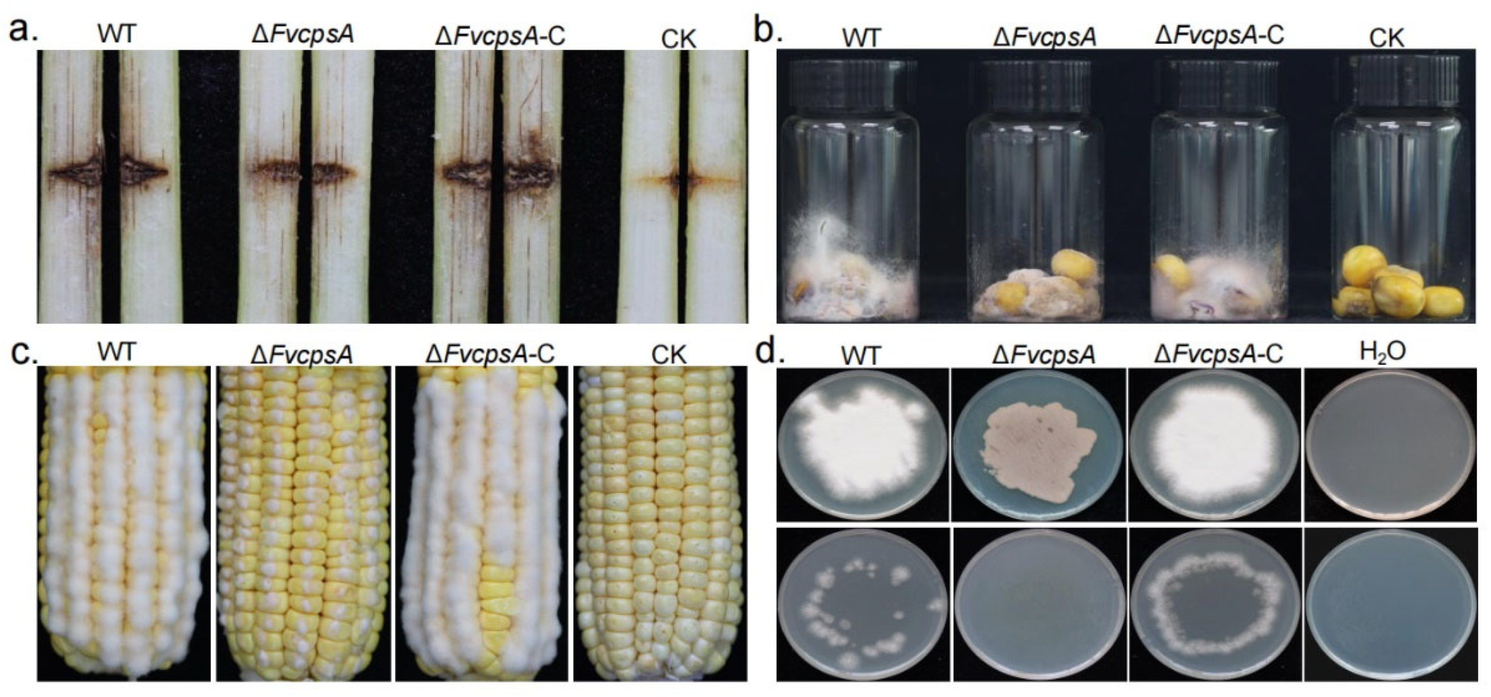 Toxins 13 00718 g005